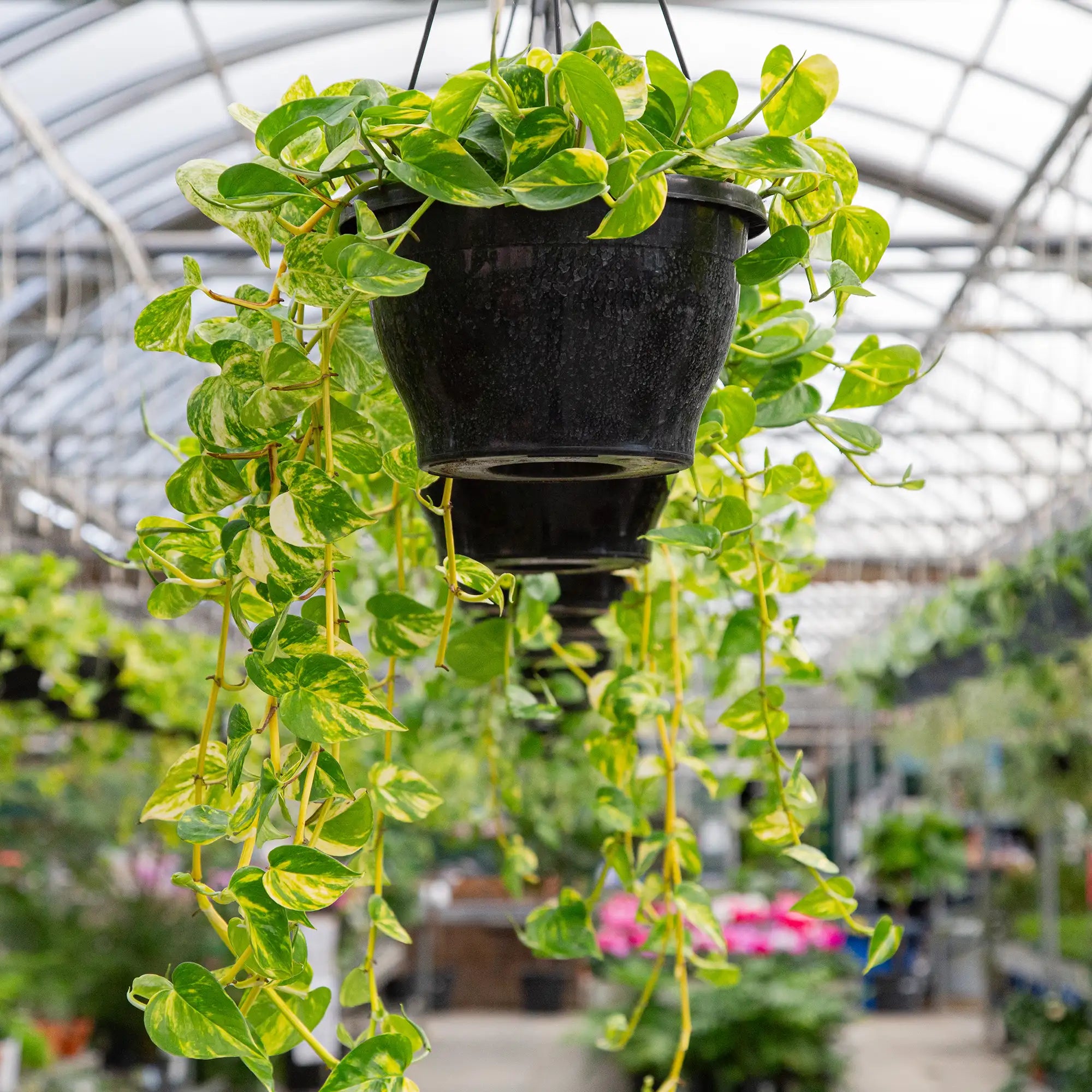 Pothos 'Hawaiian'
