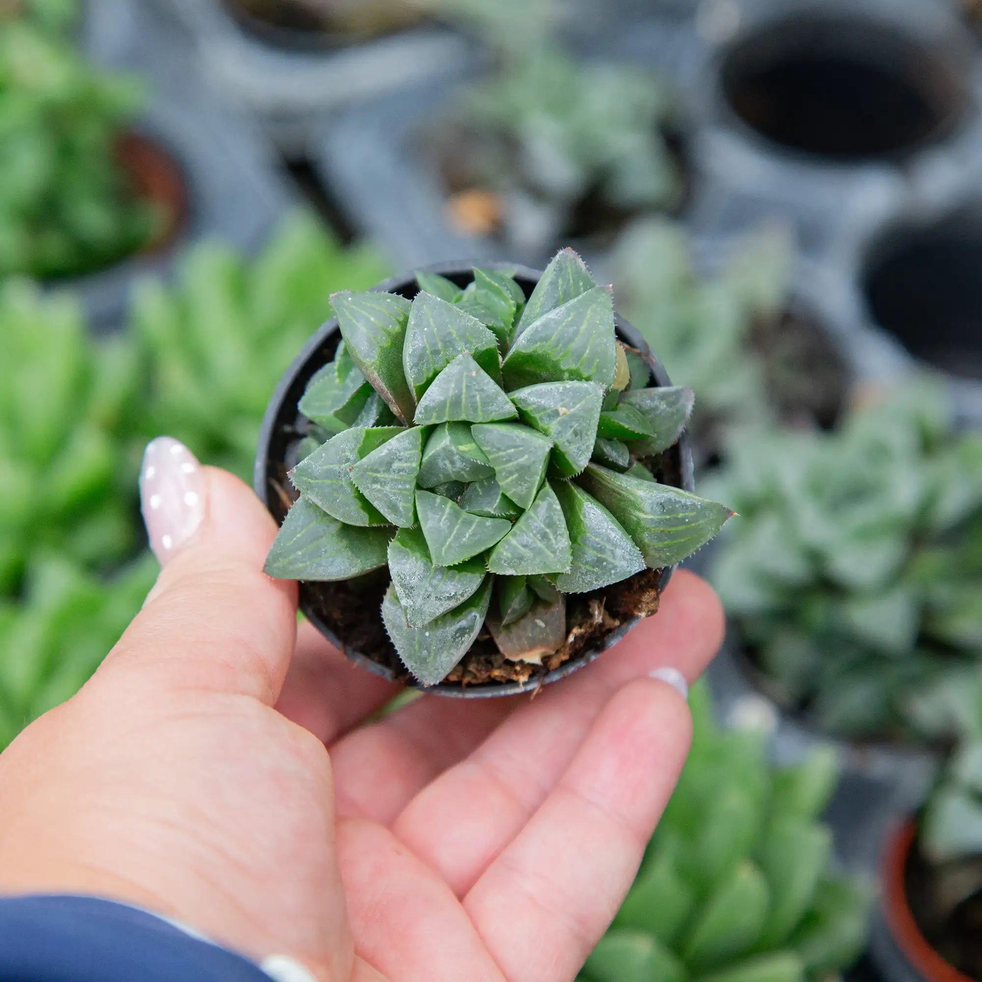 Haworthia 'Retusa'