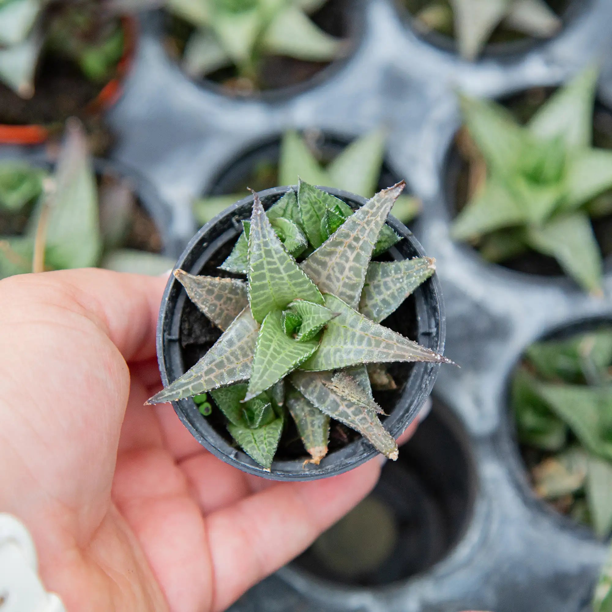 Haworthia 'Veined'