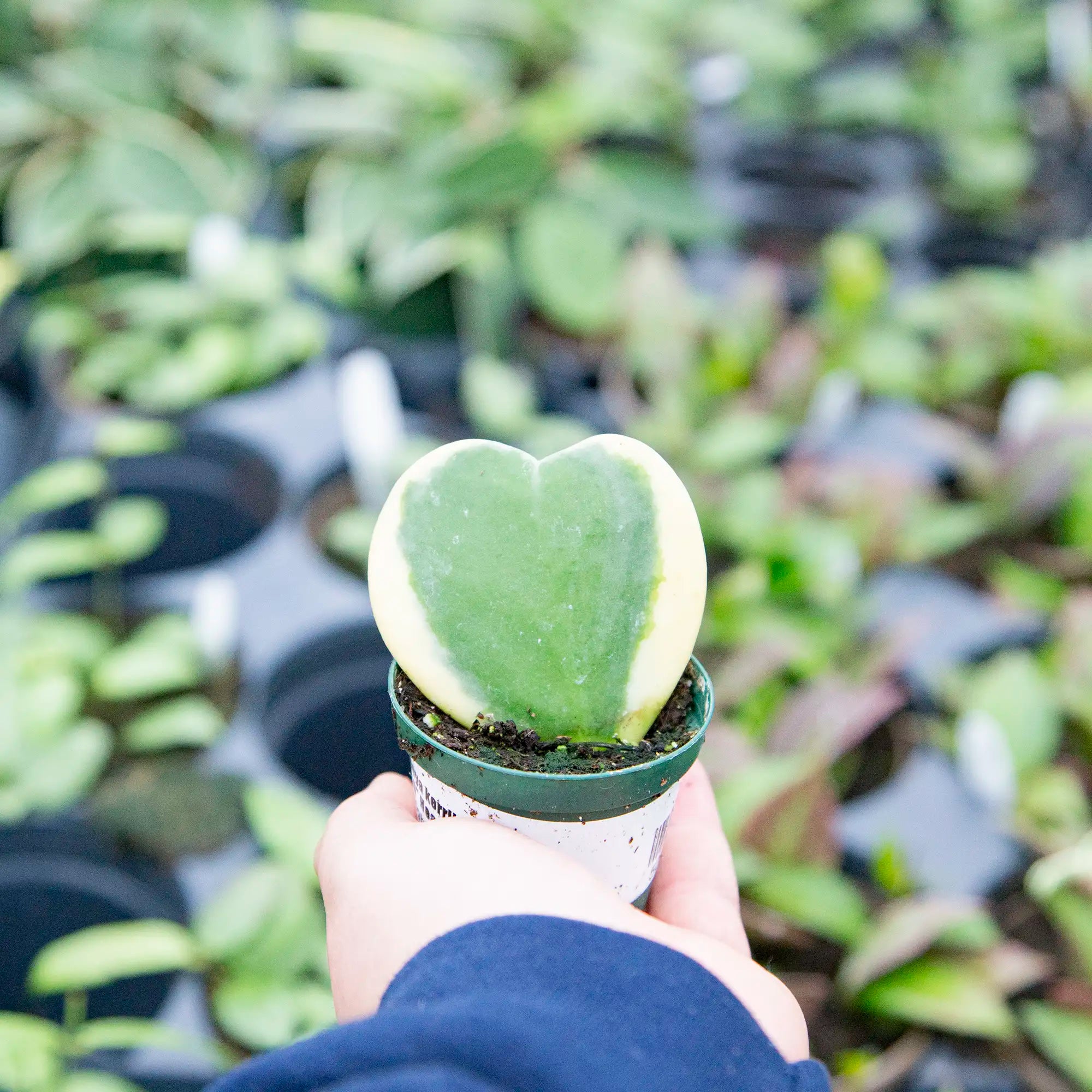 Hoya Heartleaf 'Variegated'