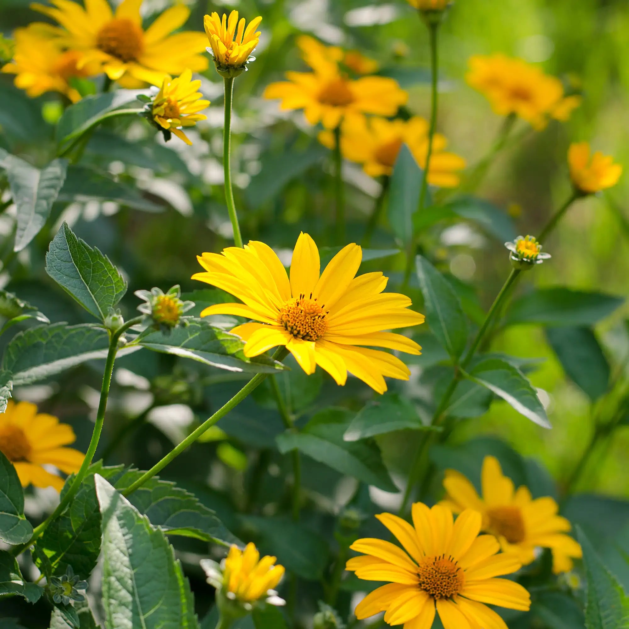 False Sunflower Oxeye
