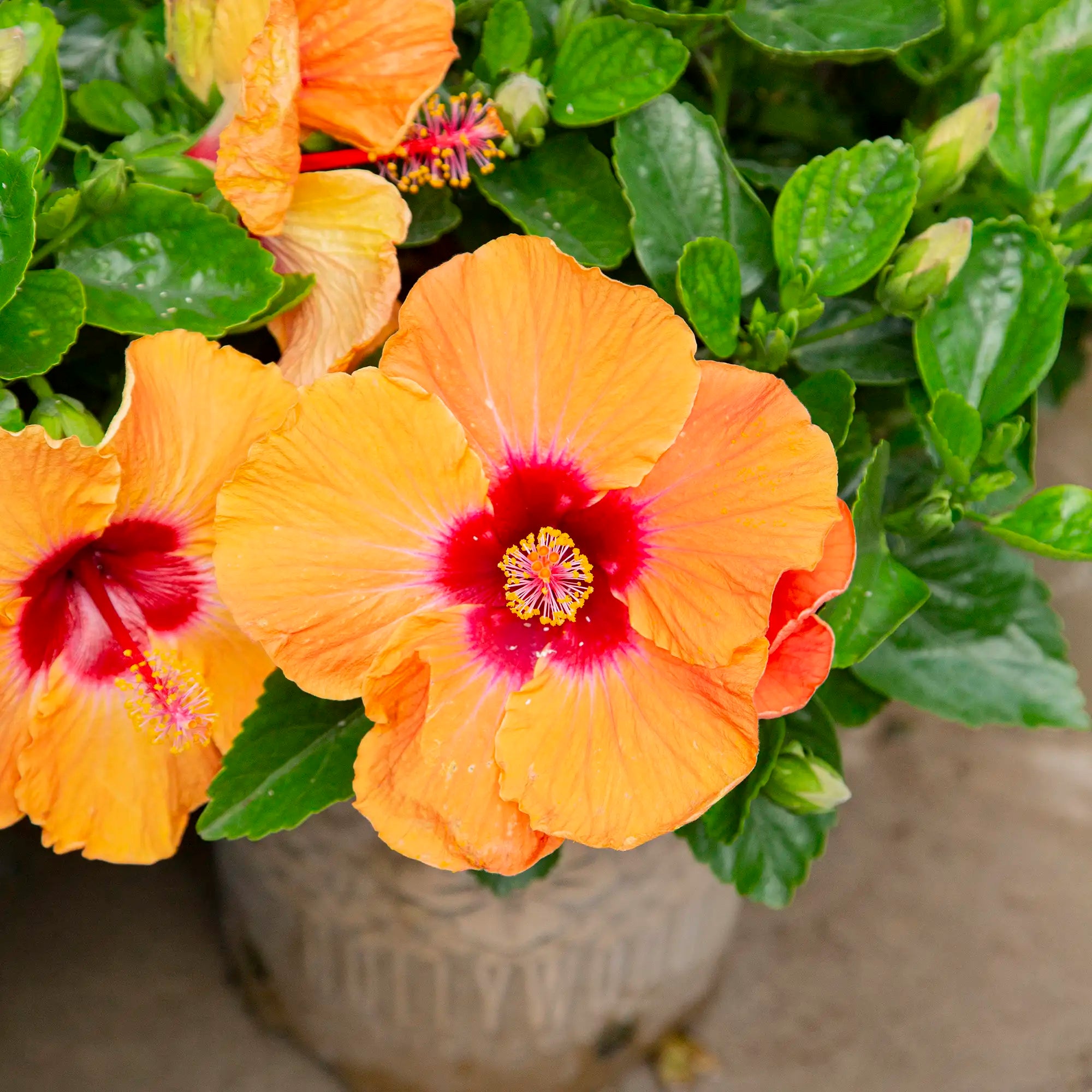 Hibiscus Tropical