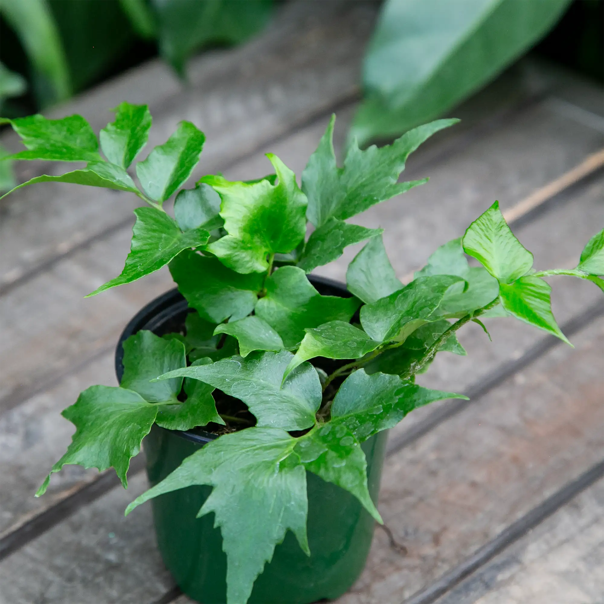 Fern 'Holly'