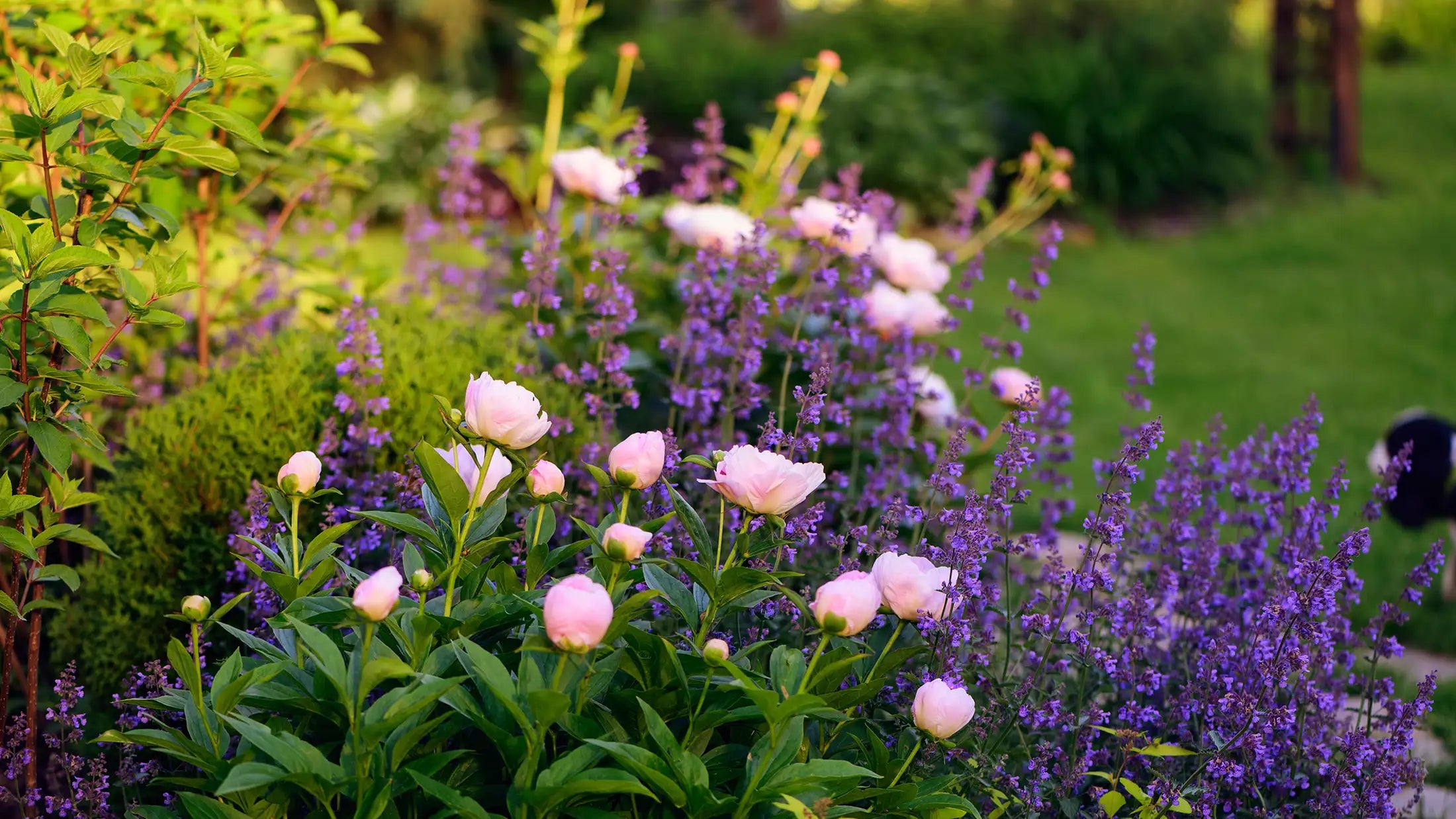 Garden with pale pink peonies and purple catmint flowering