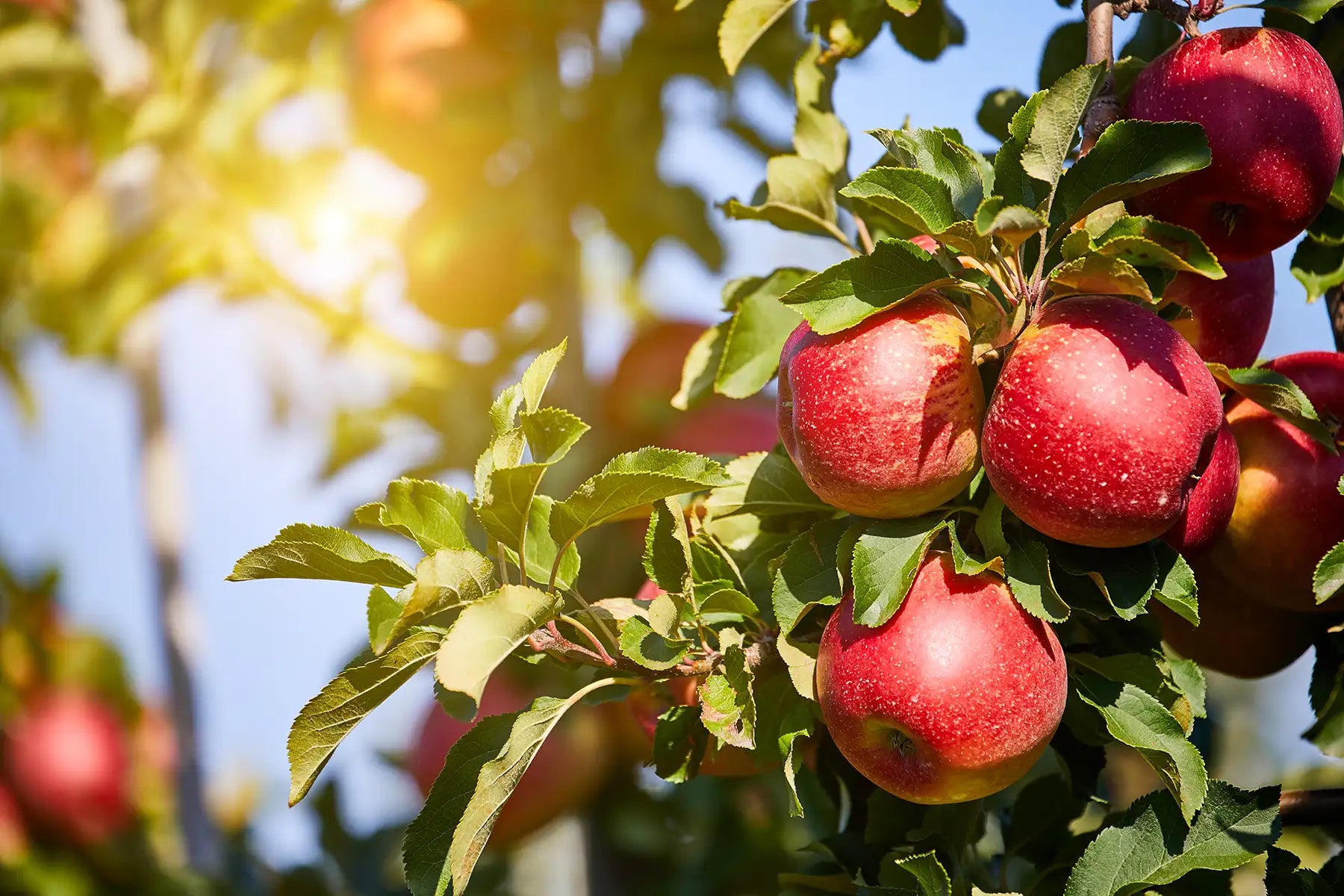 Red apples on a tree