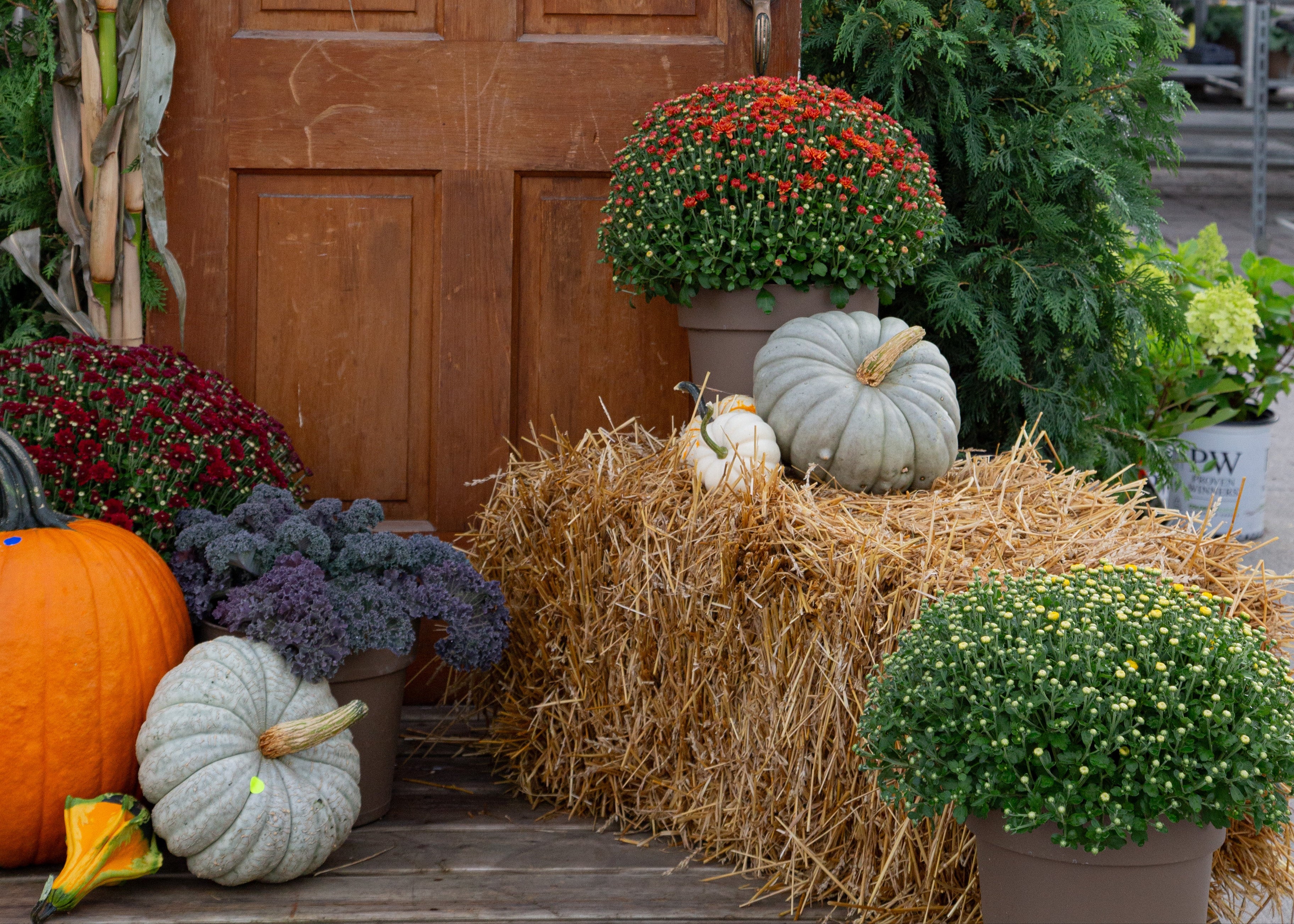 Wooden door with pumpkins, straw, and fall mums in a porch package display