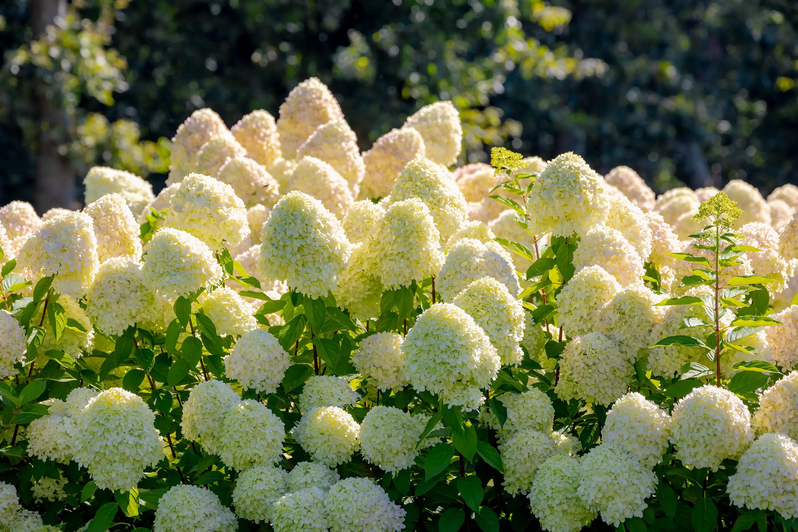 Cluster of white panicle hydrangeas with green leaves against a blurred garden background