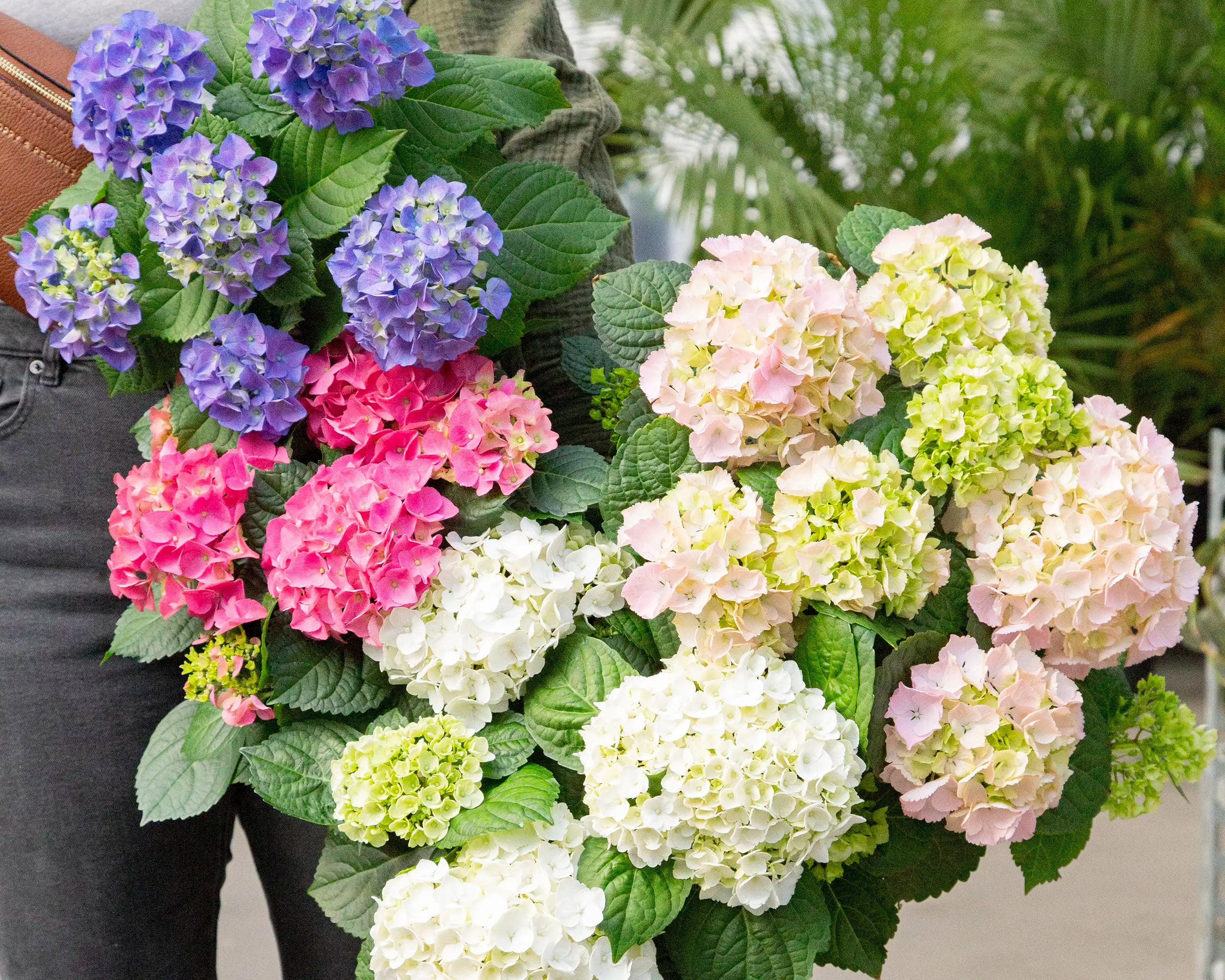 Person with four colours of Easter Hydrangeas in one arm while shopping in garden centre. 