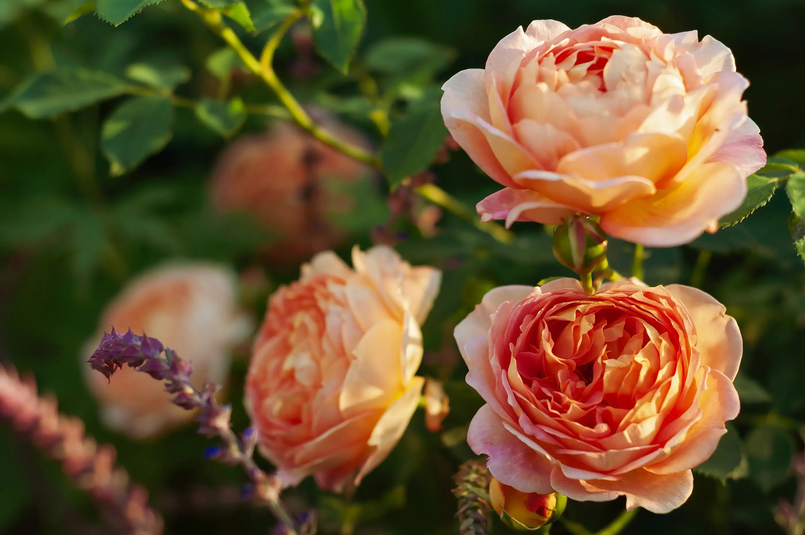 Three apricot-coloured roses with green leaves and blurred garden background