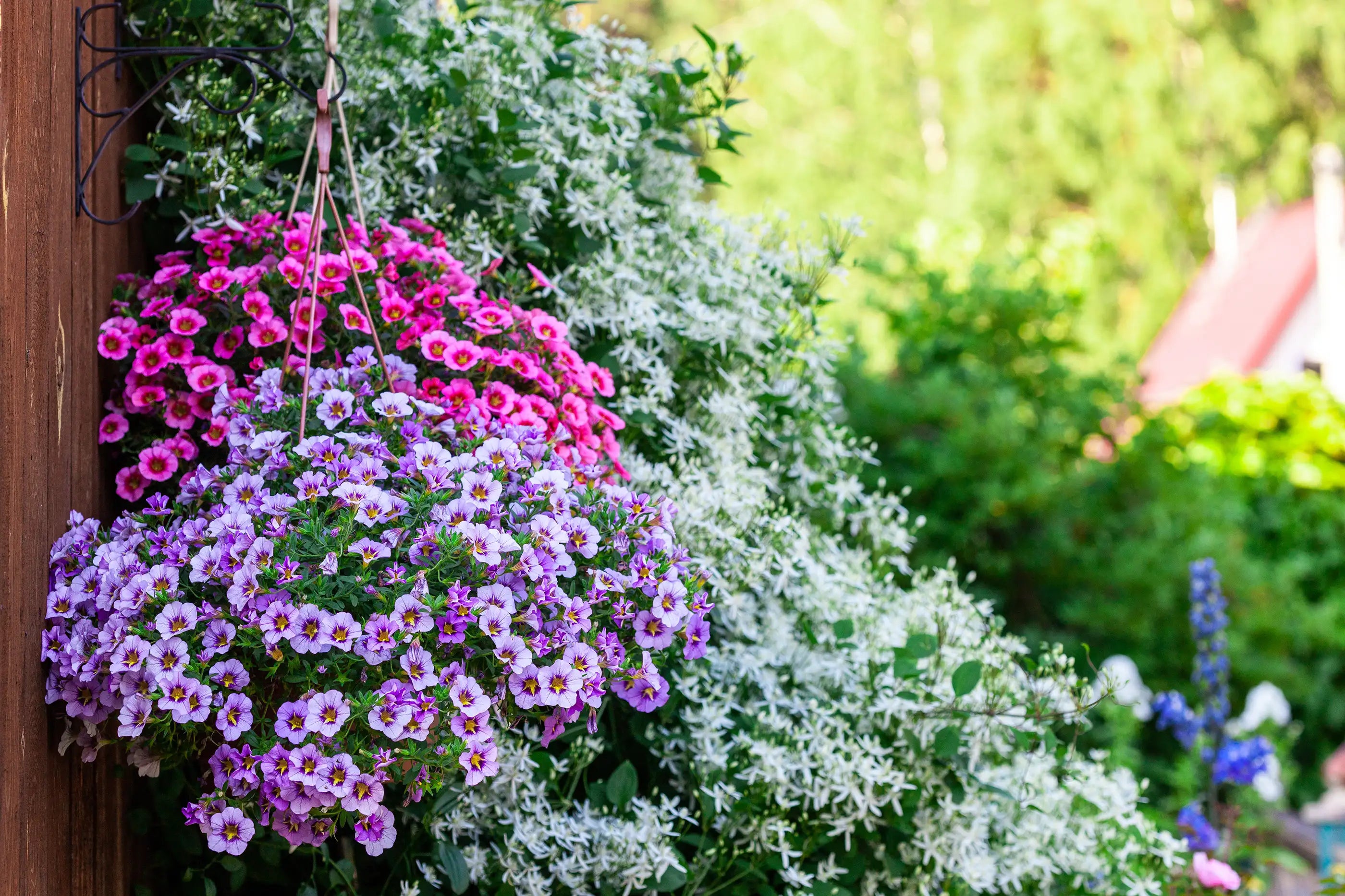 Hanging baskets of Million Bells with pink and purple flowers in a garden setting 