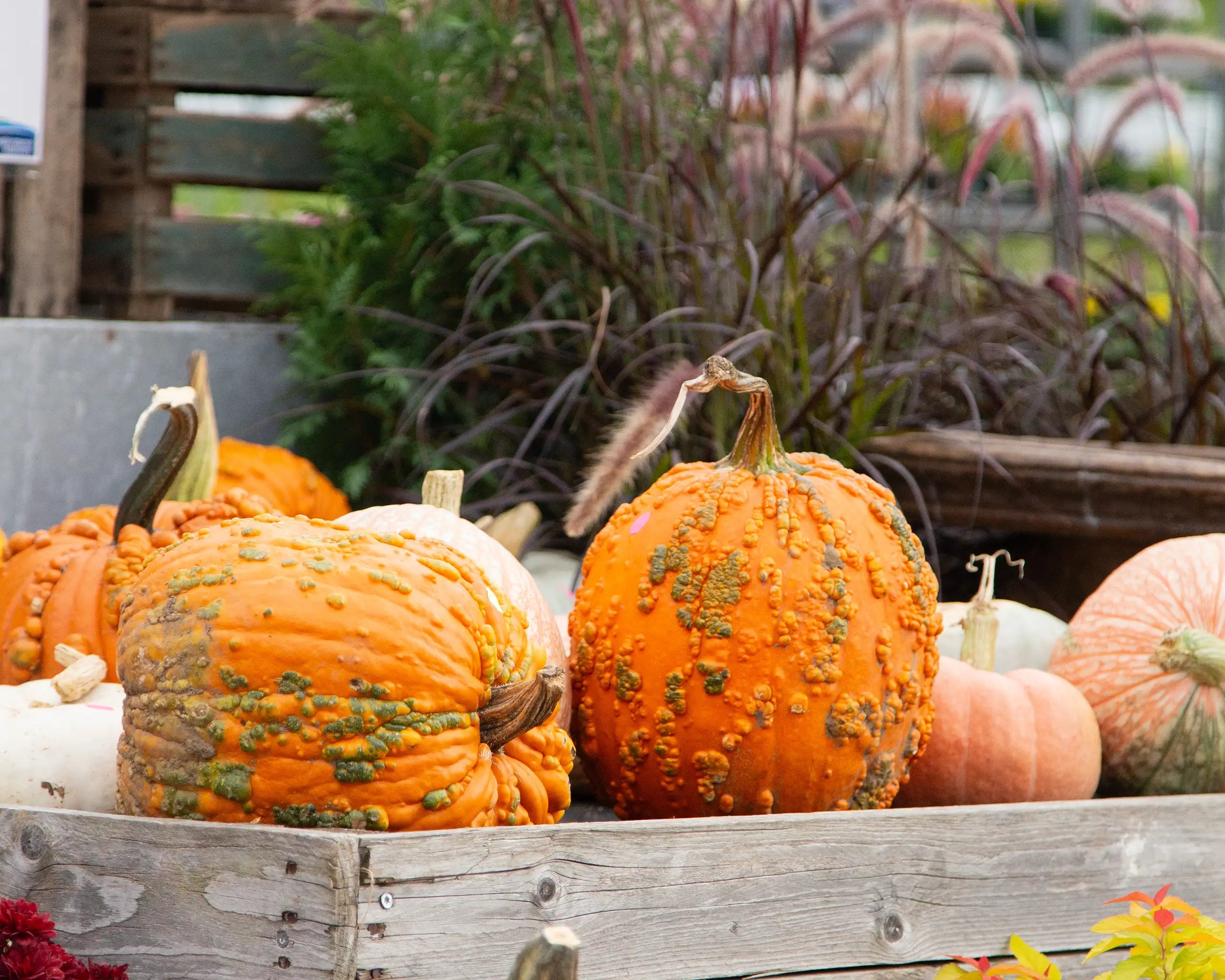 Warty pumpkins in a wooden crate with purple fountain grass in the background