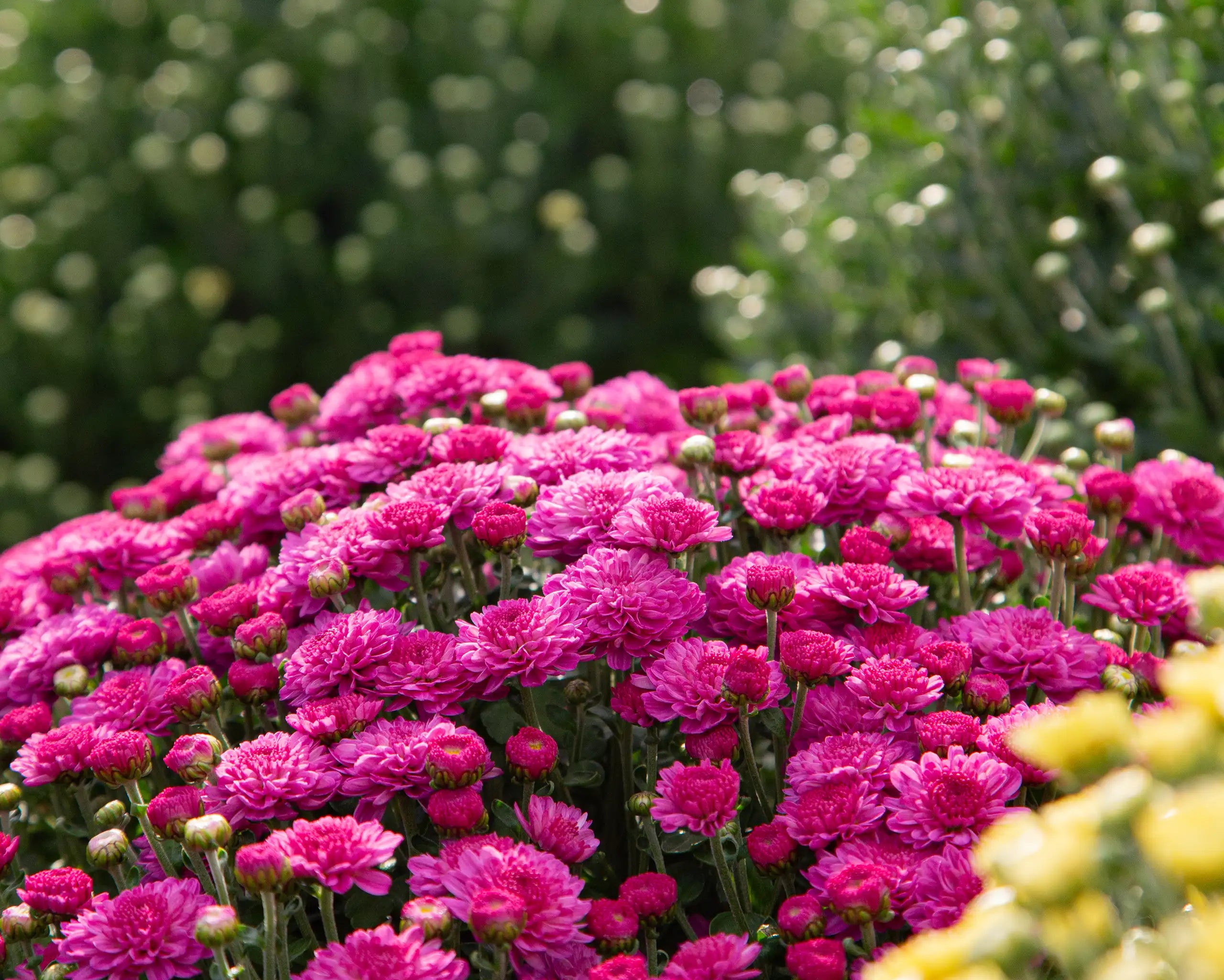 Pink fall mum blooming with green foliage in the background