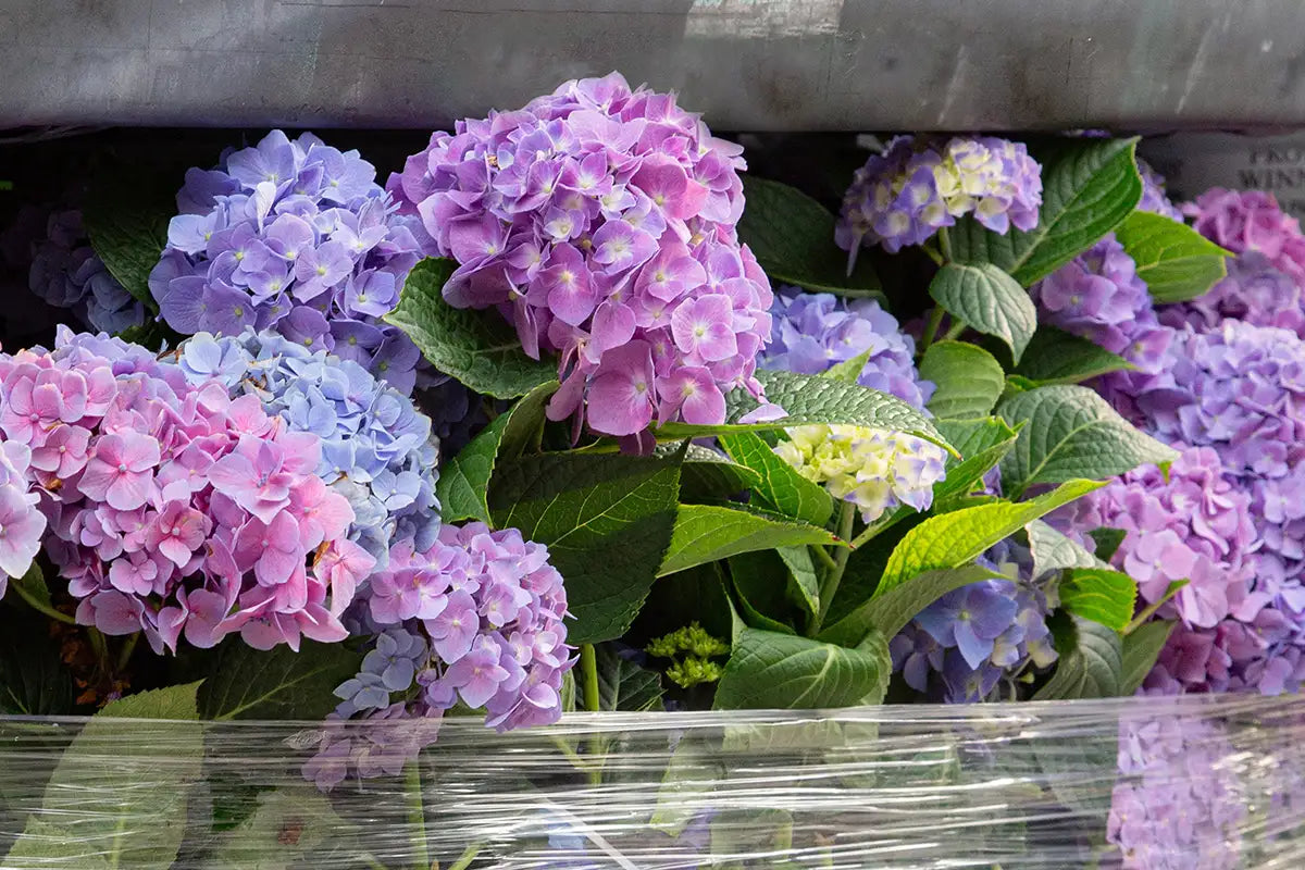 Pinky-purple mophead hydrangeas on a greenhouse cart