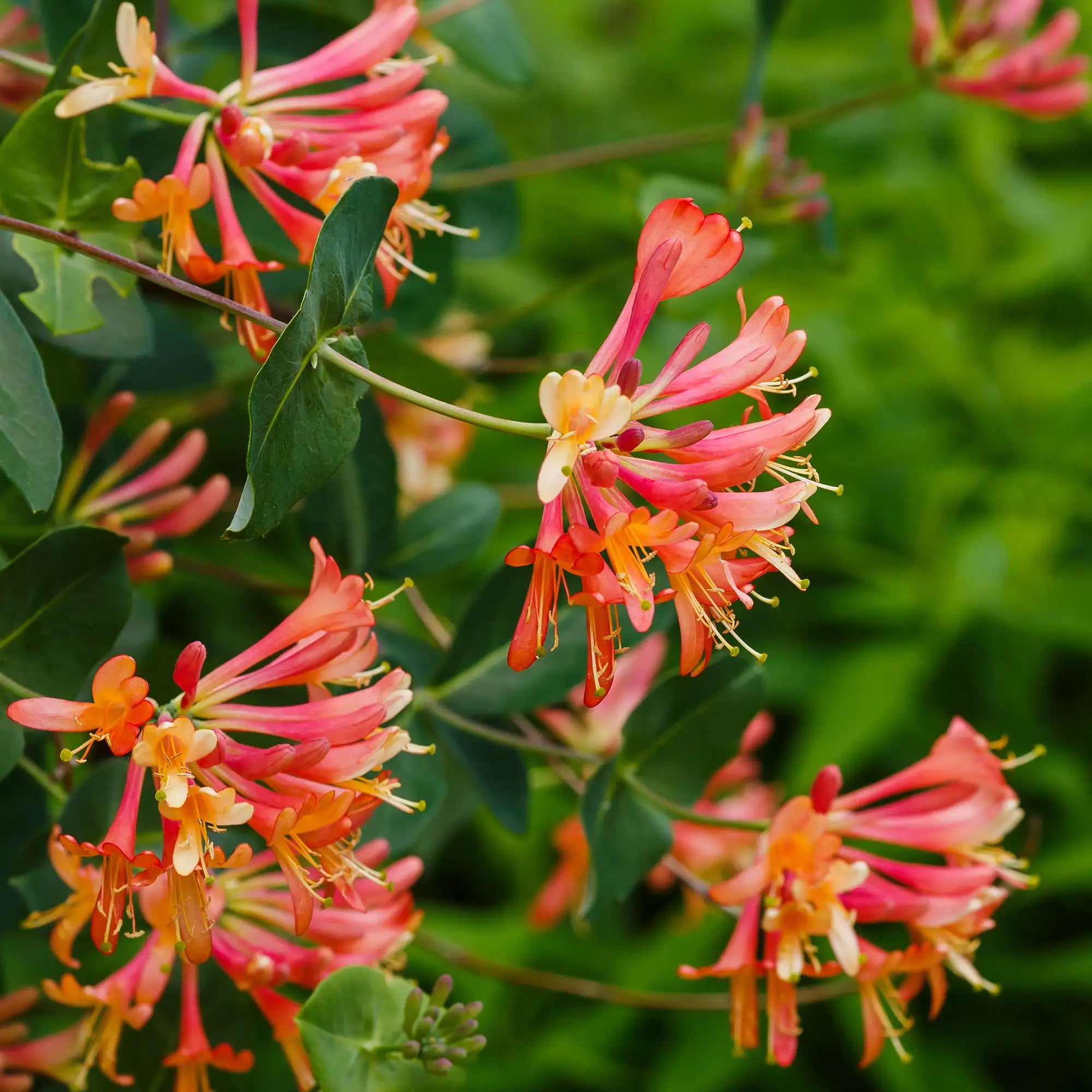 Close up of Dropmore Scarlet Honeysuckle pink and orange flowers
