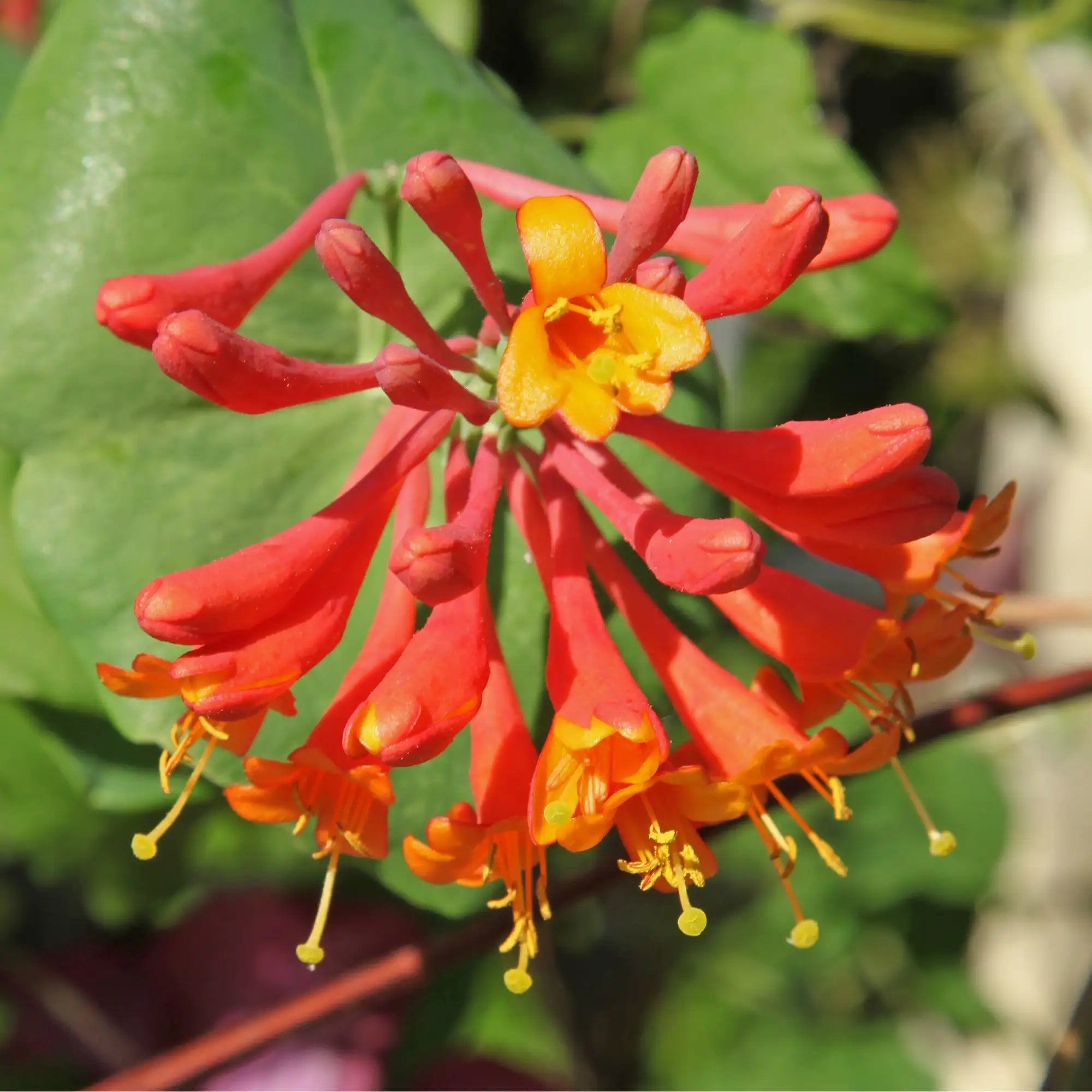 Orange-red flowers of Mandarin honeysuckle close up