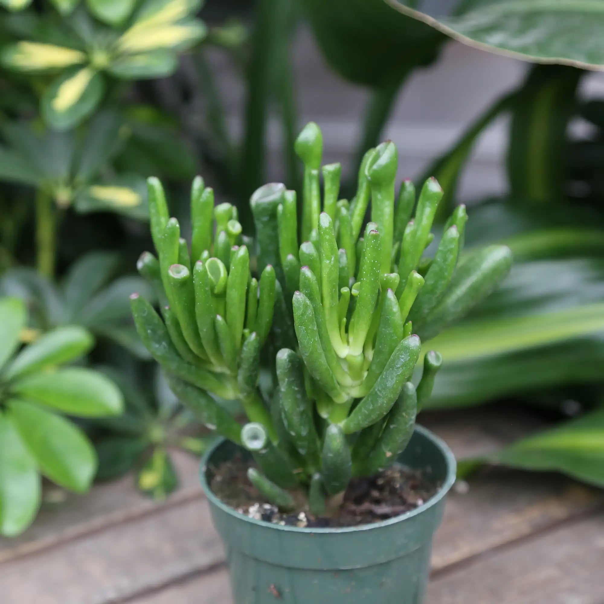 Jade Plant Horntree