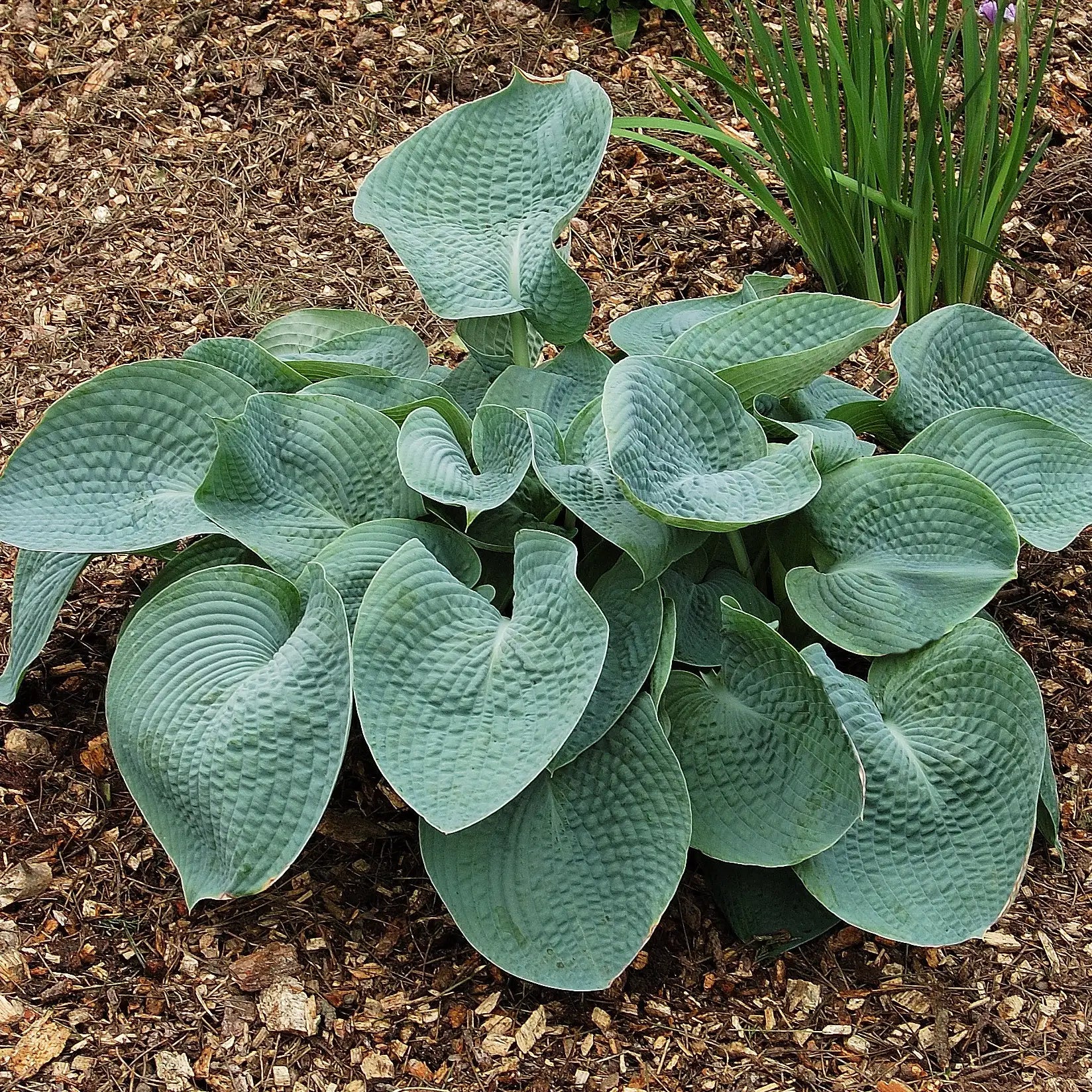 Dark Green Hosta in a garden. 