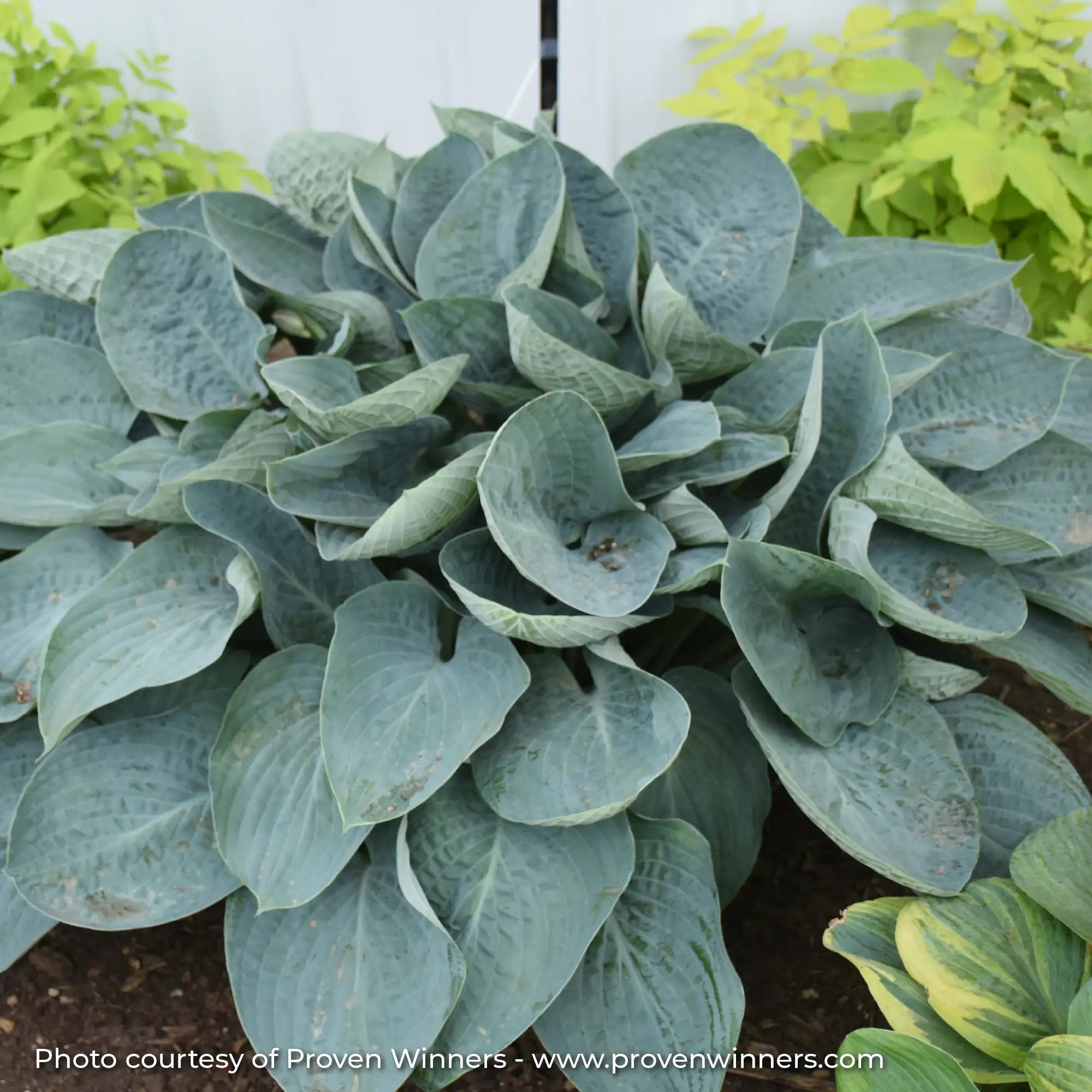 Hosta Shadowland® 'Above the Clouds'