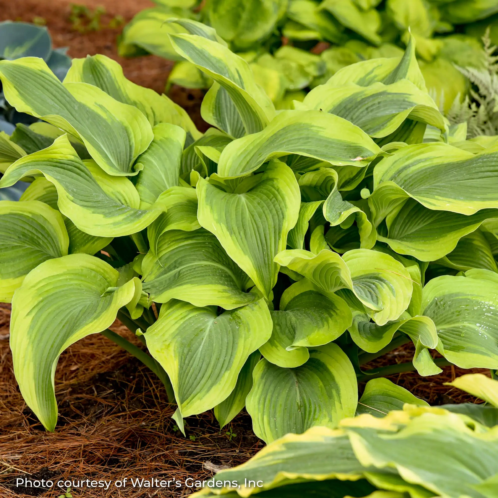 Hosta with Light Green on the outer edge and Dark Green on the inside of the leaf. 