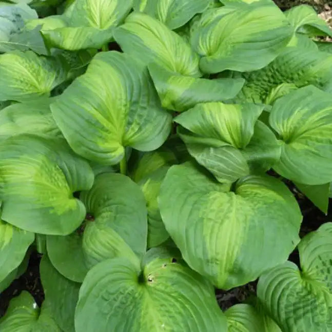 Hosta 'Avocado'
