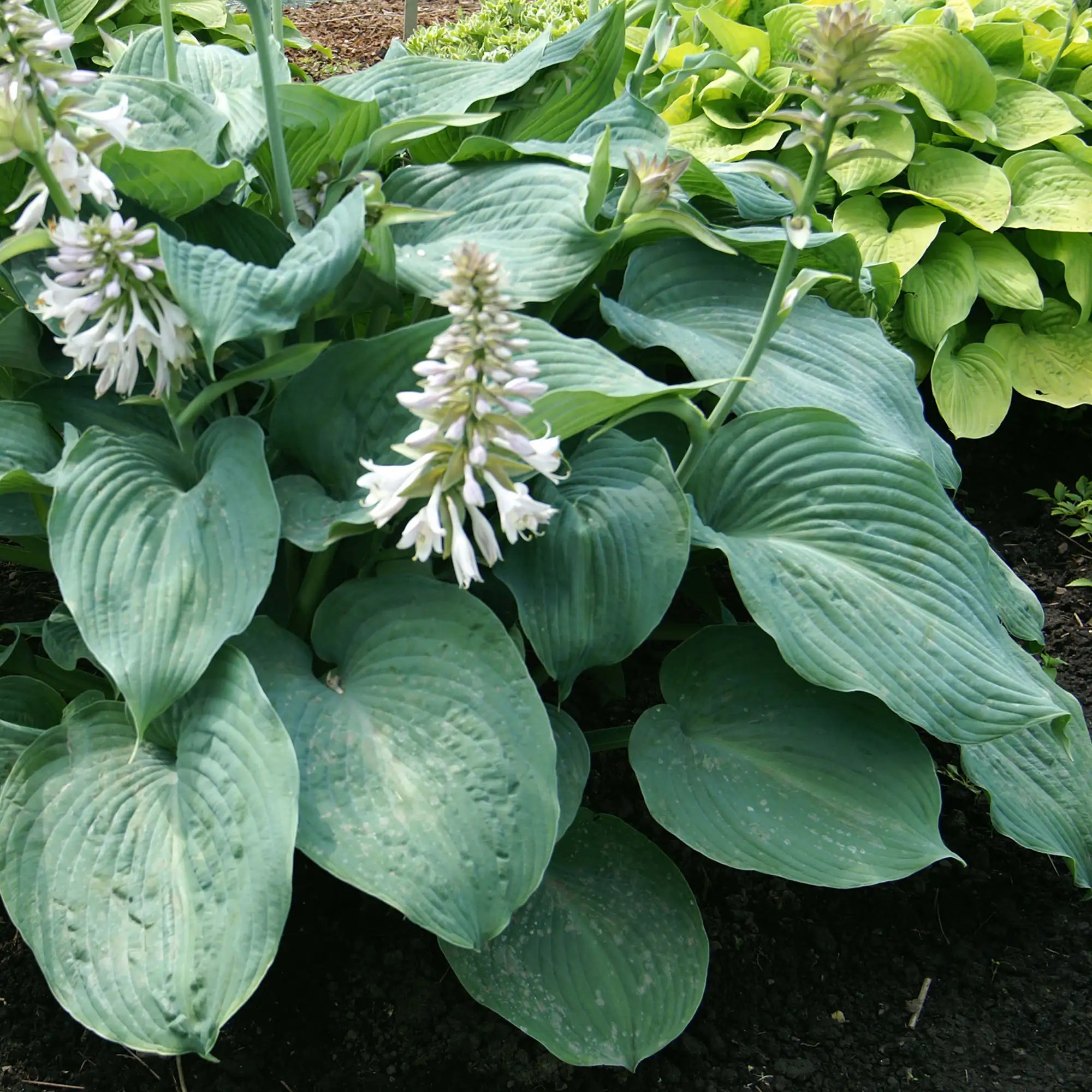 Hosta 'Blue Angel'