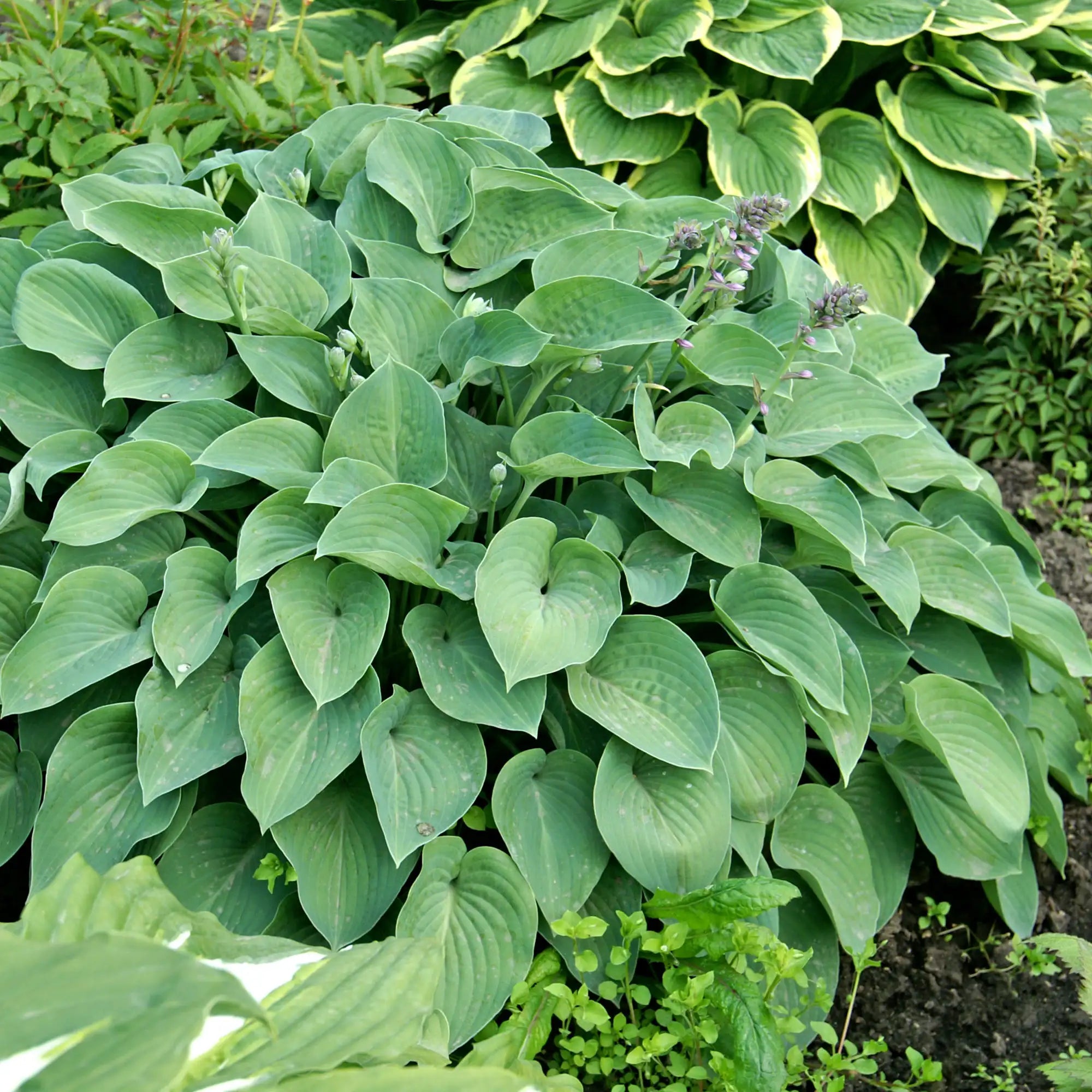 Hosta 'Blue Cadet'