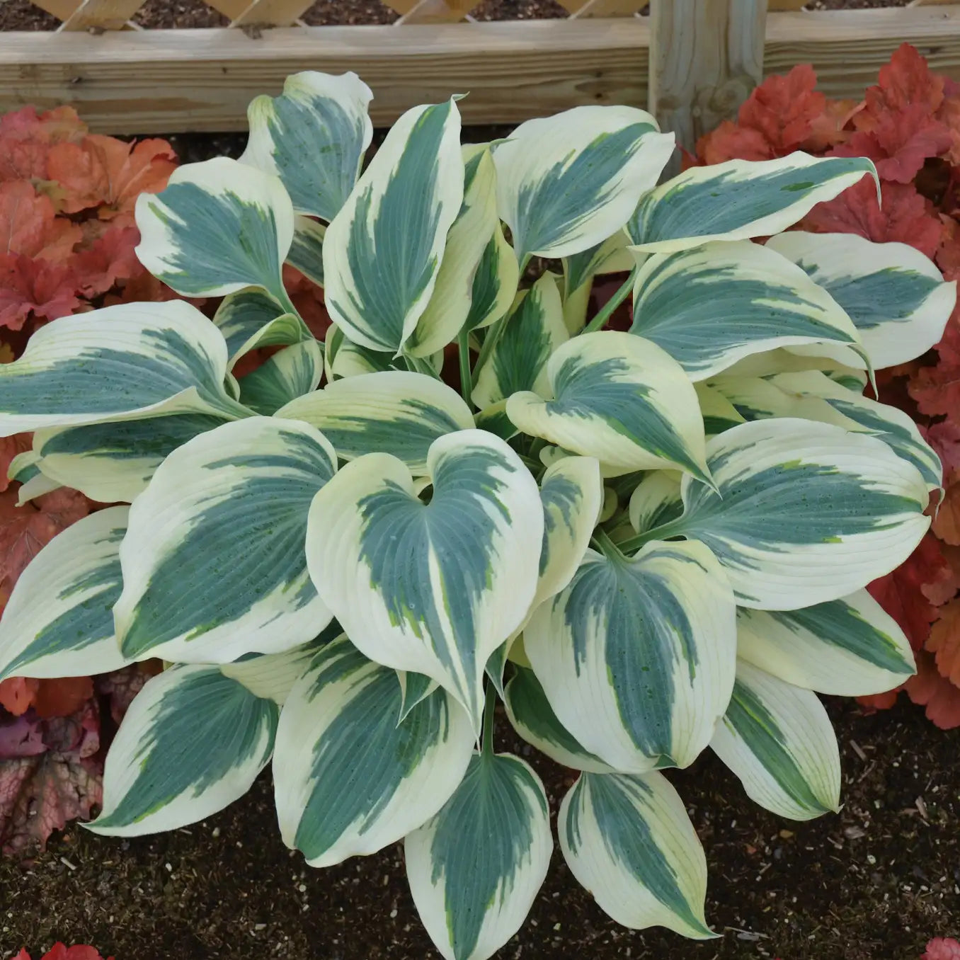 Hosta 'Blue Ivory'