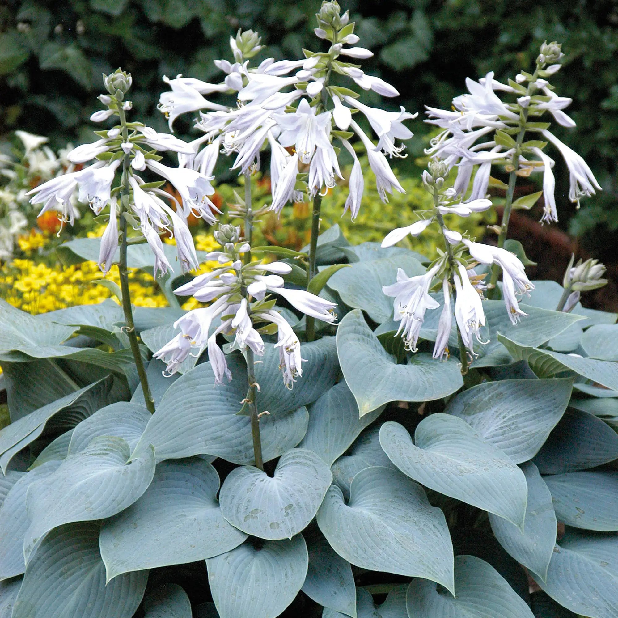 Hosta 'Bulletproof'