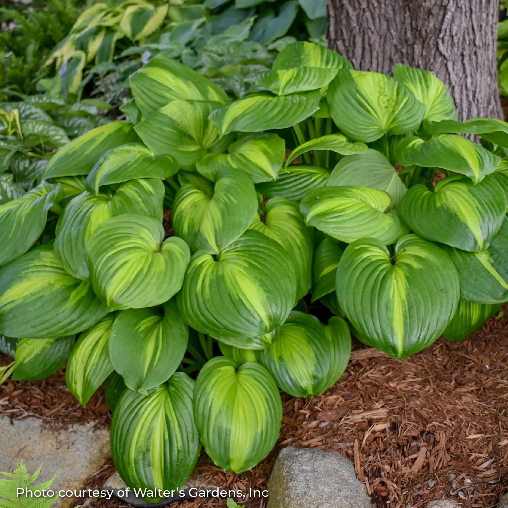 Hosta 'Cathedral Windows'