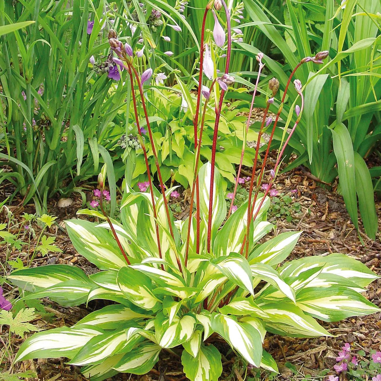 Hosta 'Cherry Berry'