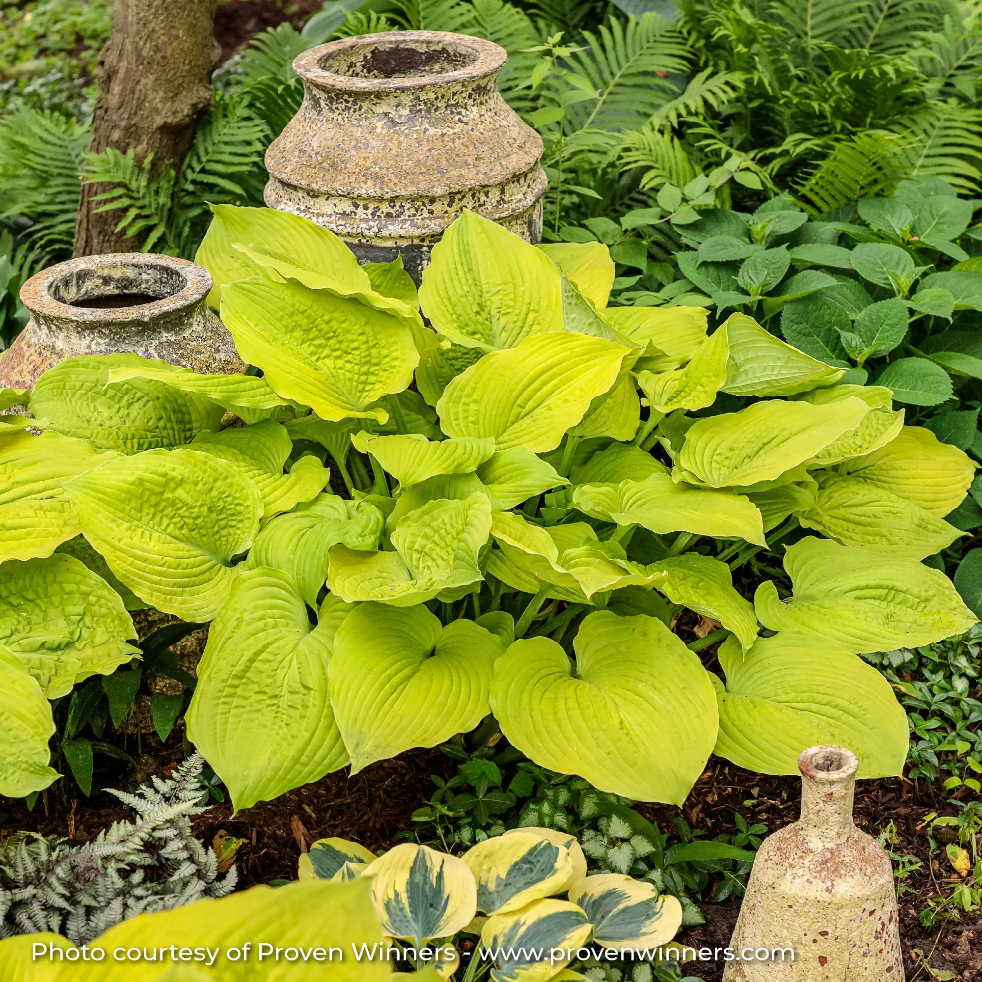 Hosta Shadowland® 'Coast to Coast'