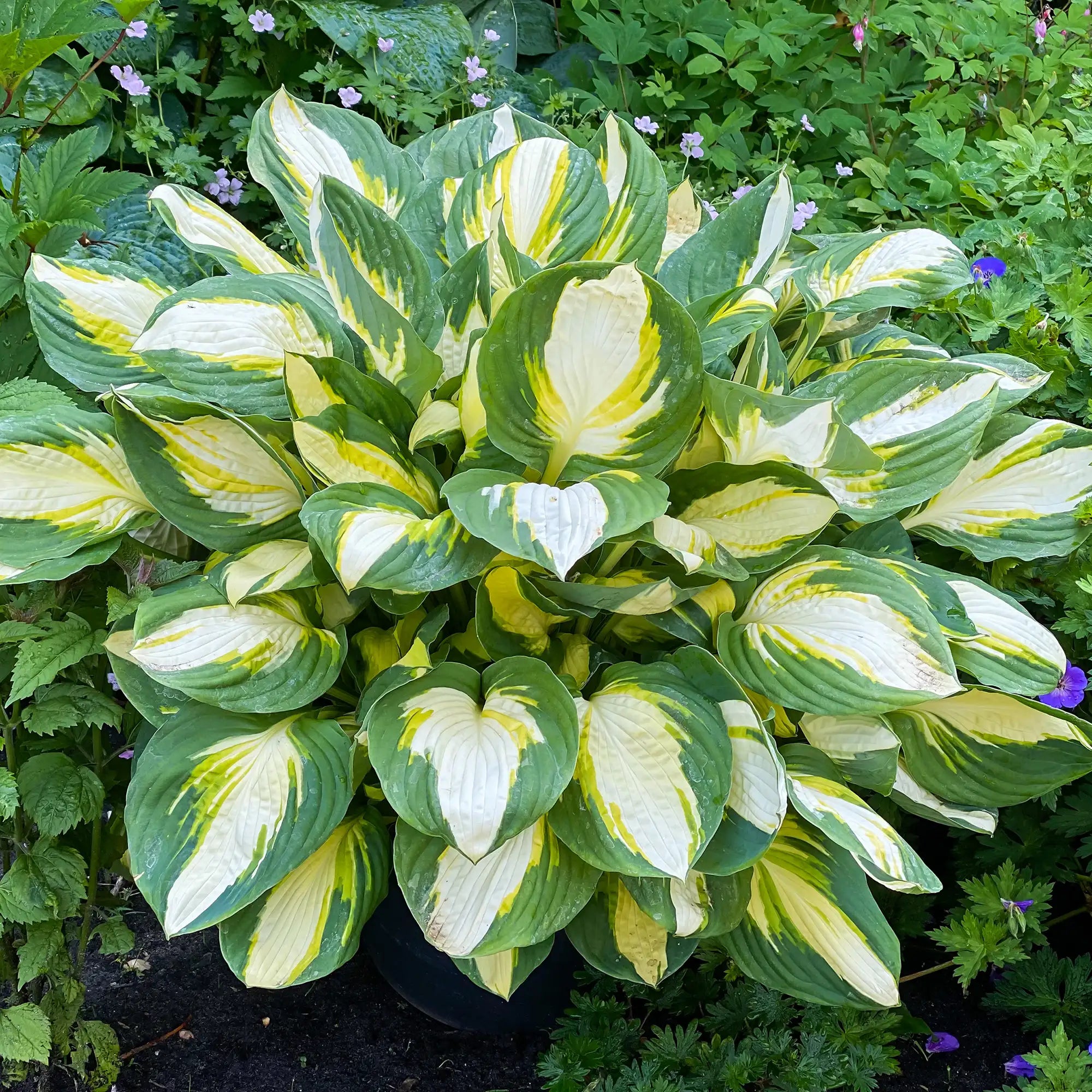 Hosta 'Color Festival'