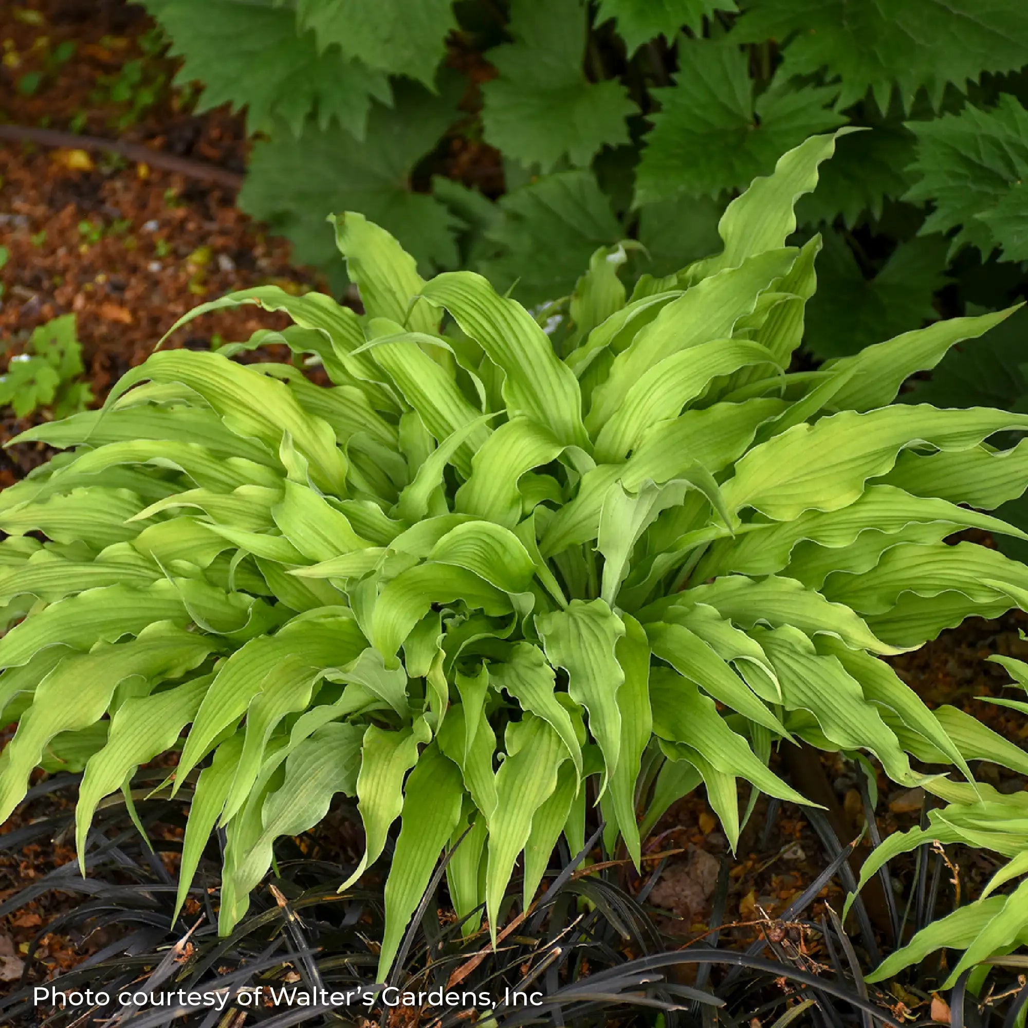 Hosta 'Curly Fries'