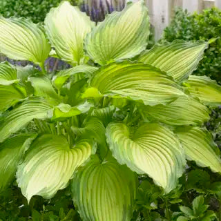 Hosta 'Dancing Darling'