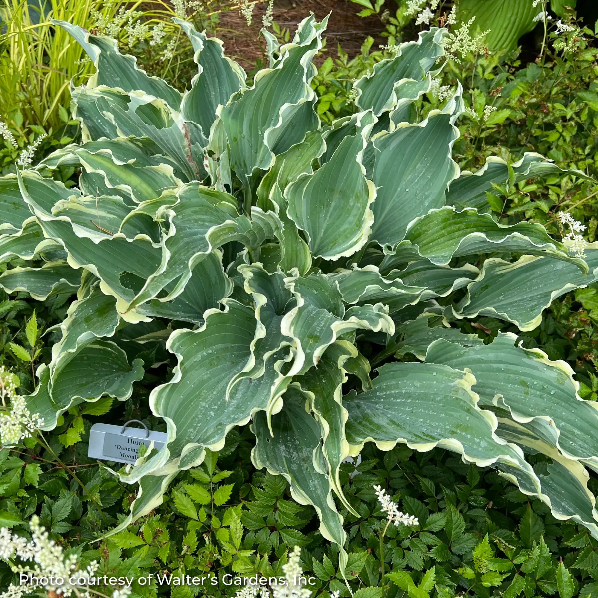 Hosta 'Dancing in the Moonlight'