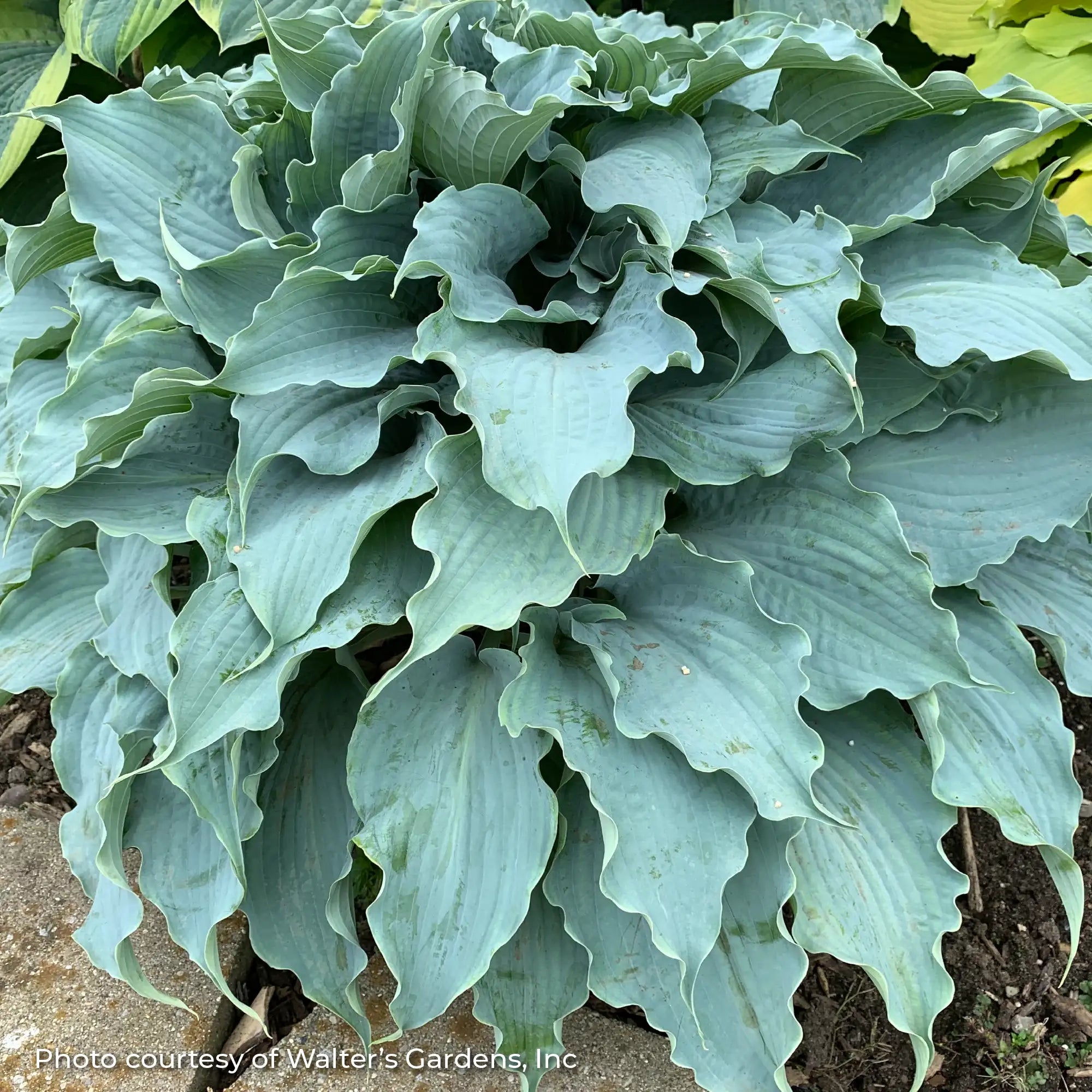 Hosta 'Dancing with Dragons'
