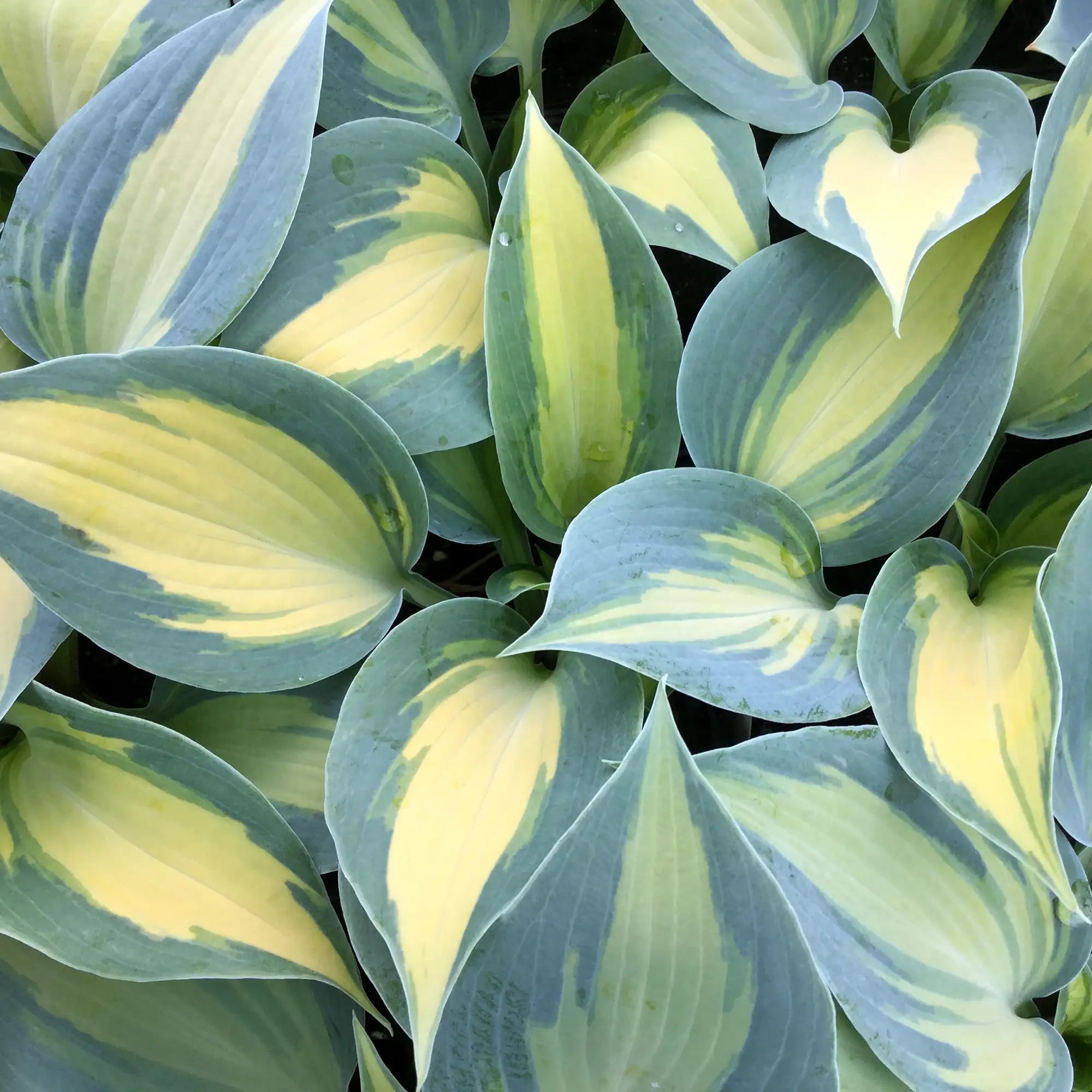 Hosta 'Dream Queen'