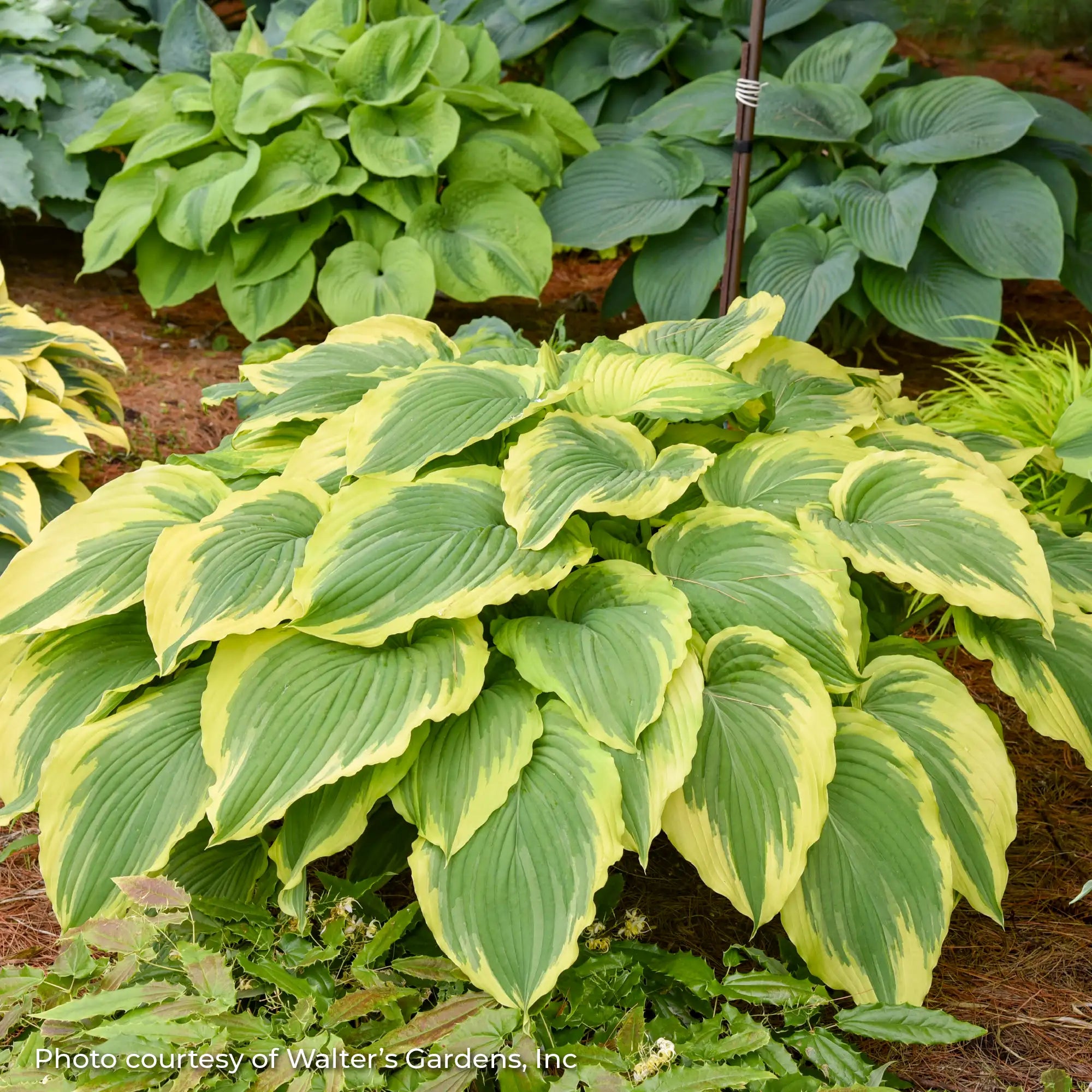 Hosta 'Drop-Dead Gorgeous'