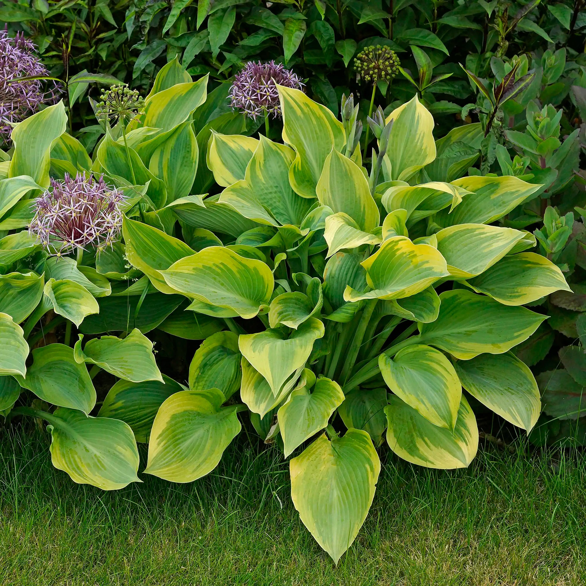 Hosta 'Earth Angel'