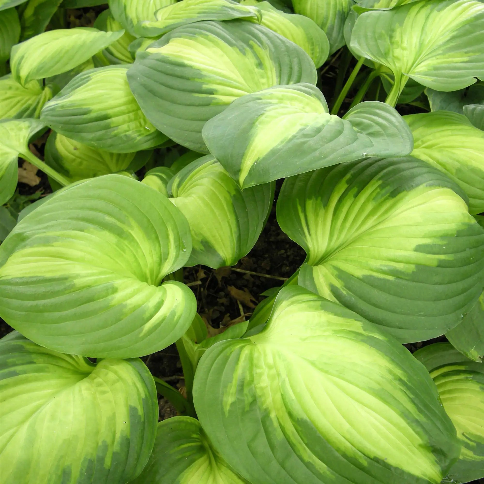 Hosta 'Enchiladas'