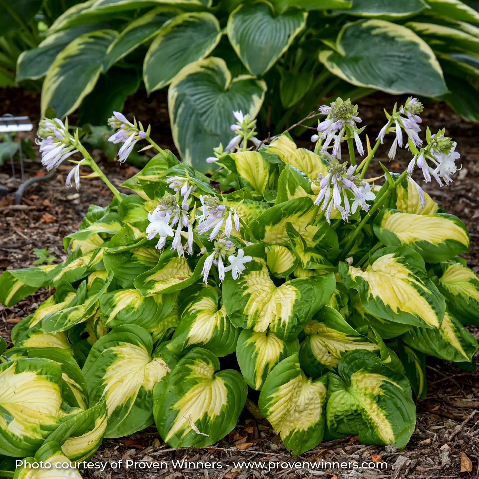 Hosta Shadowland® 'Etched Glass'