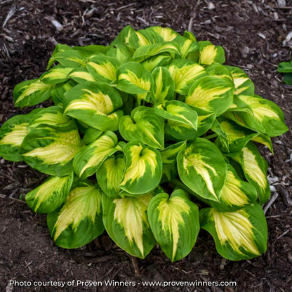 Hosta Shadowland® 'Etched Glass'