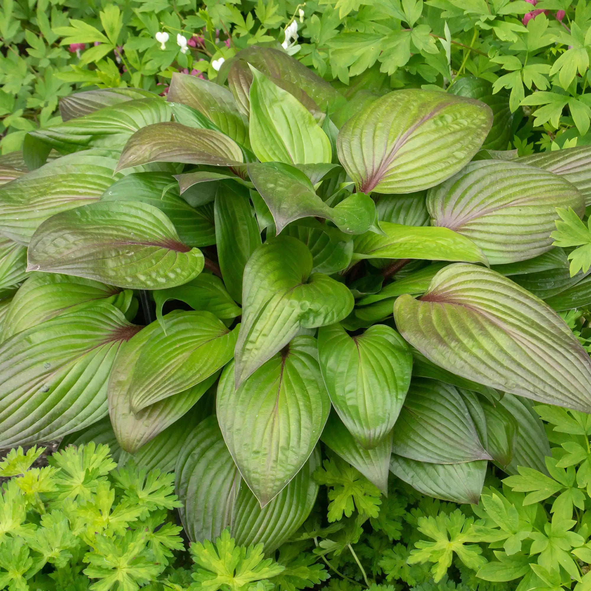 Hosta 'First Blush'