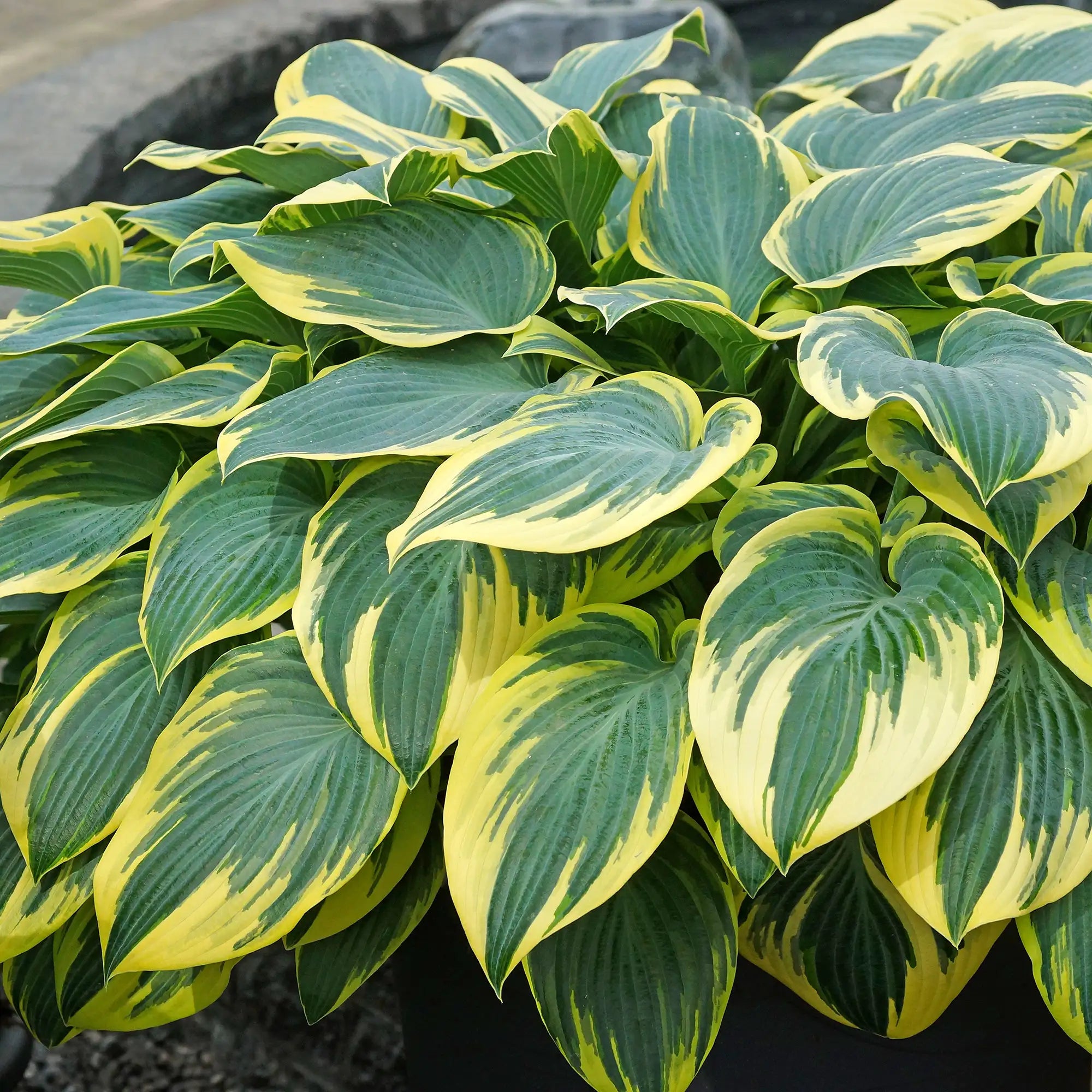Hosta 'First Frost'