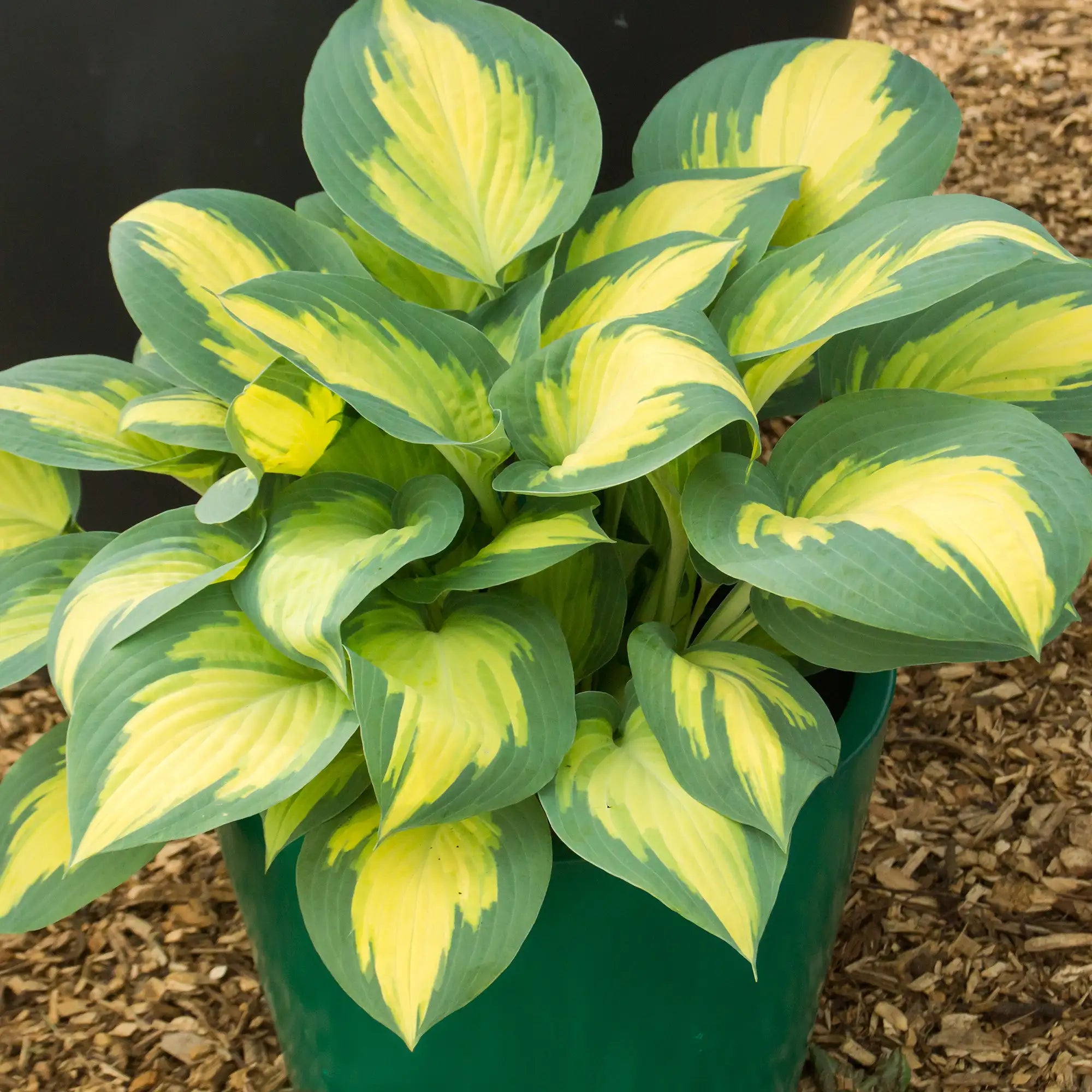 Hosta 'Forbidden Fruit'