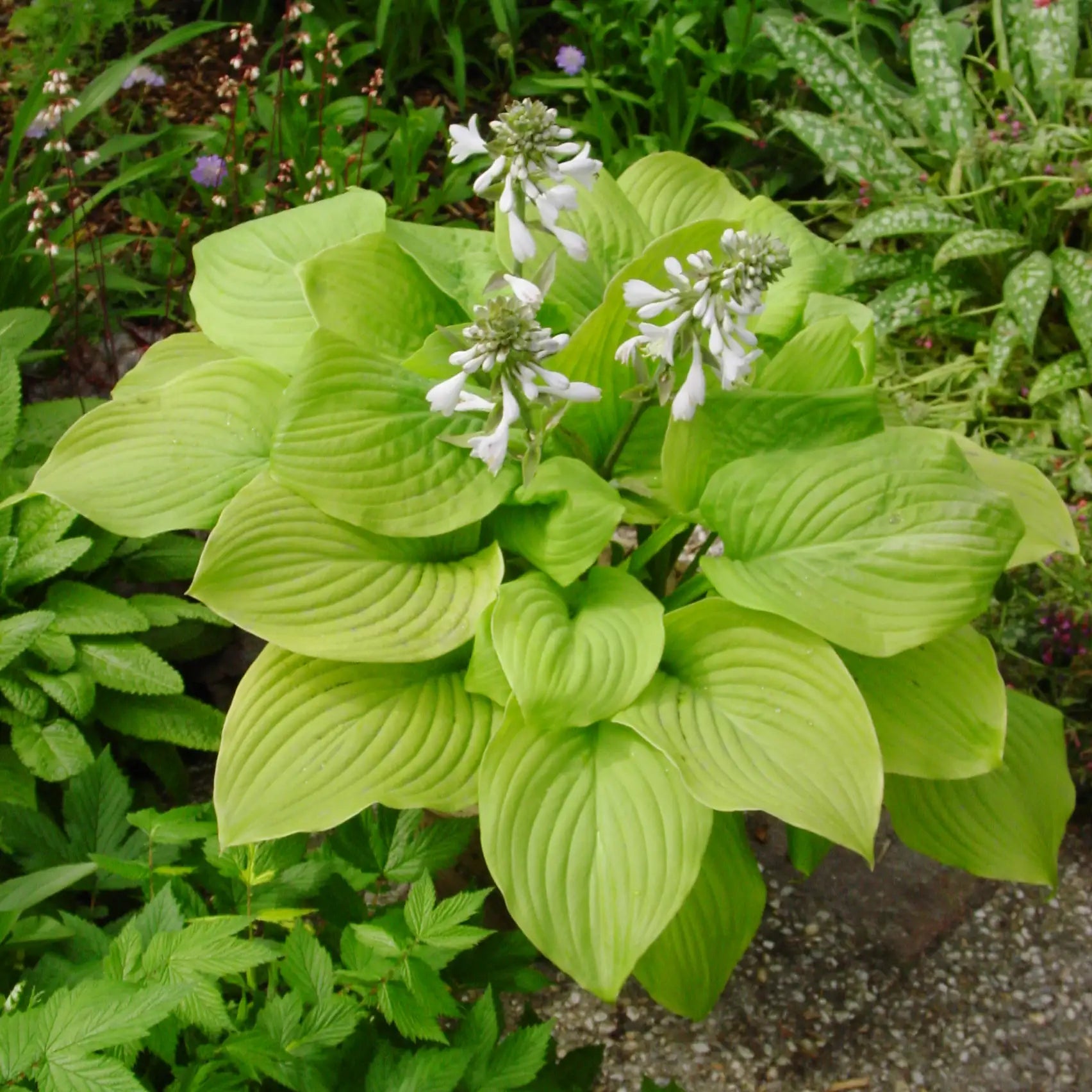 Hosta 'Fried Bananas'