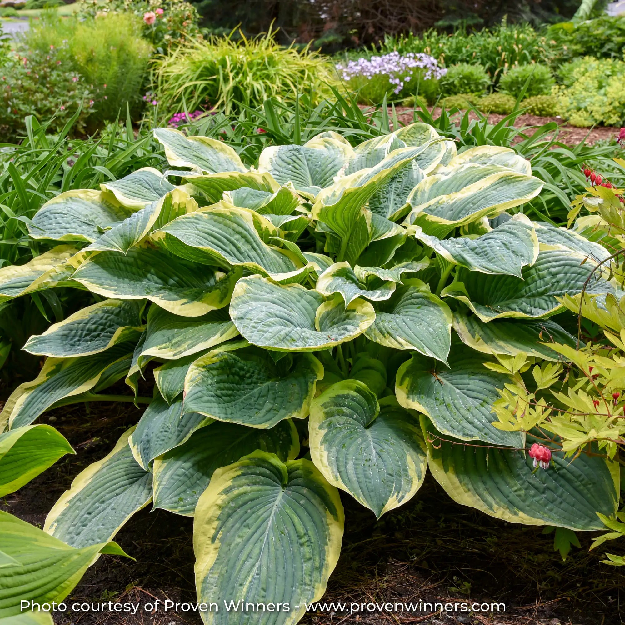 Hosta Shadowland® 'Gigantosaurus'