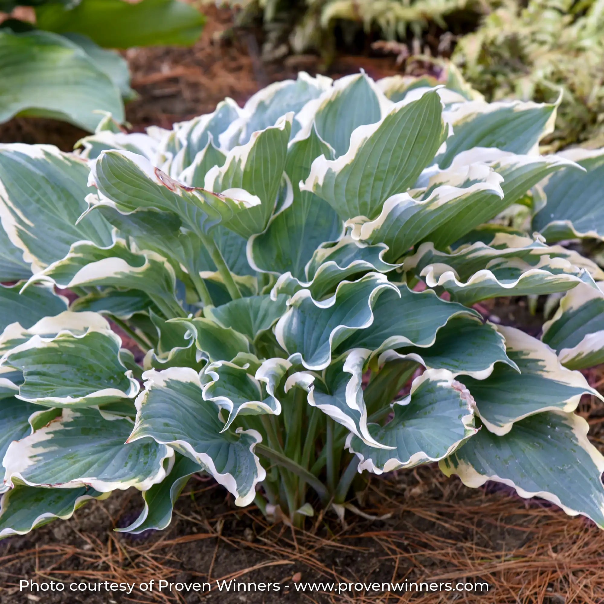 Hosta Shadowland® 'Hope Springs Eternal'