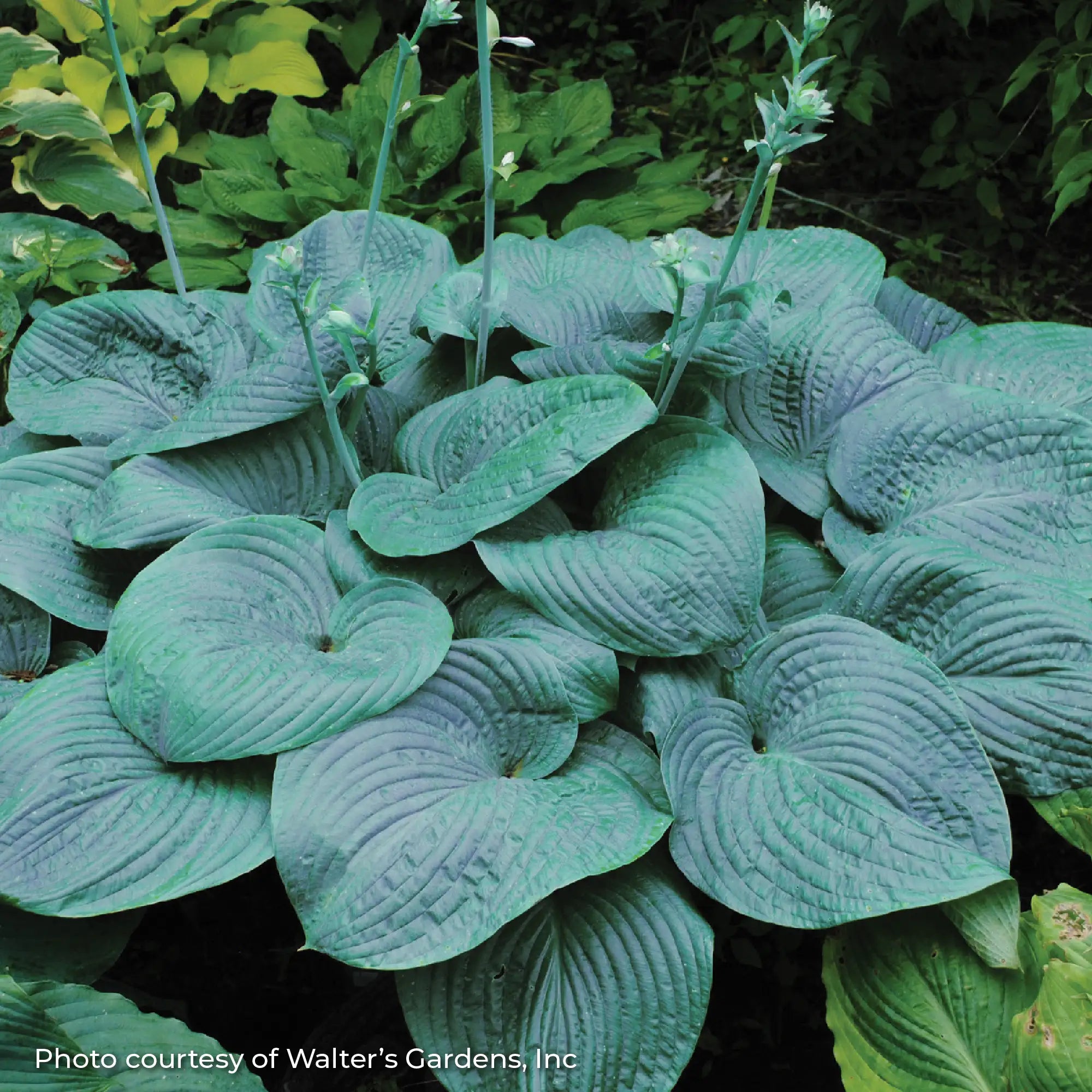Hosta 'Humpback Whale'
