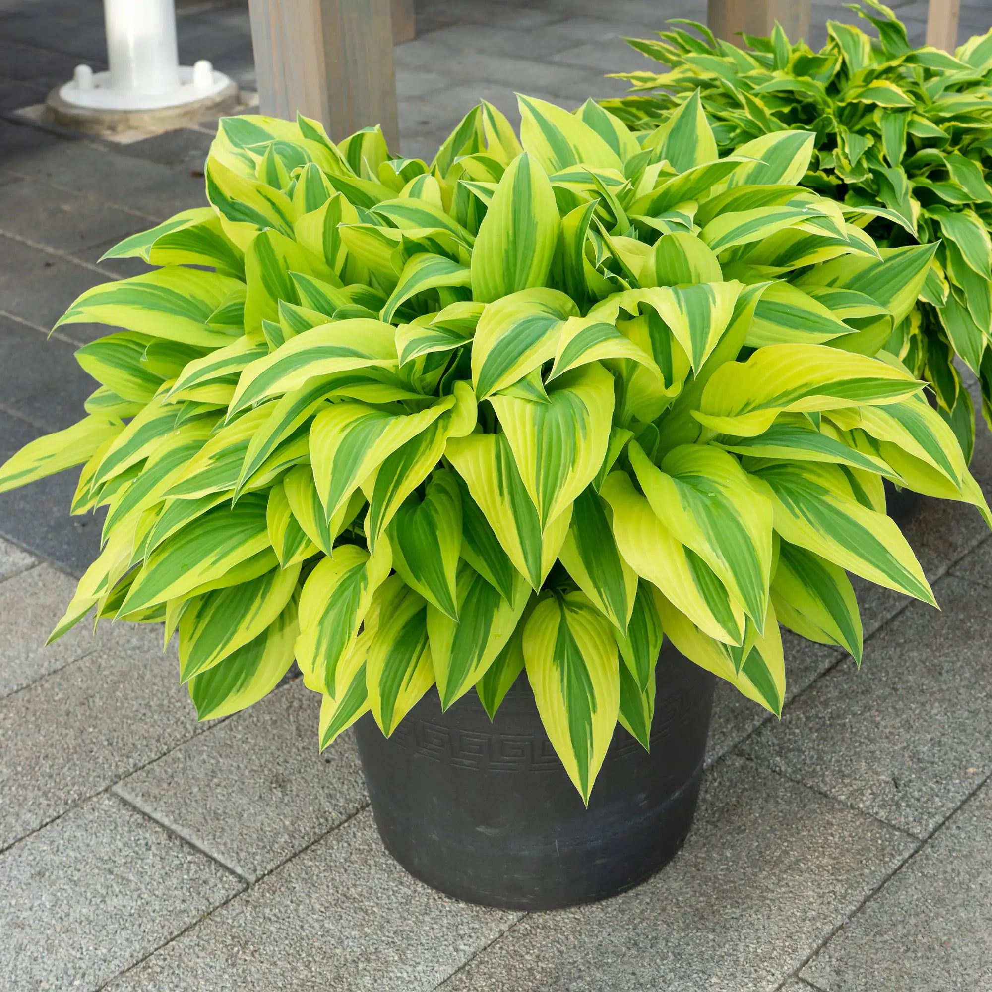 Hosta 'Lakeside Dragonfly'